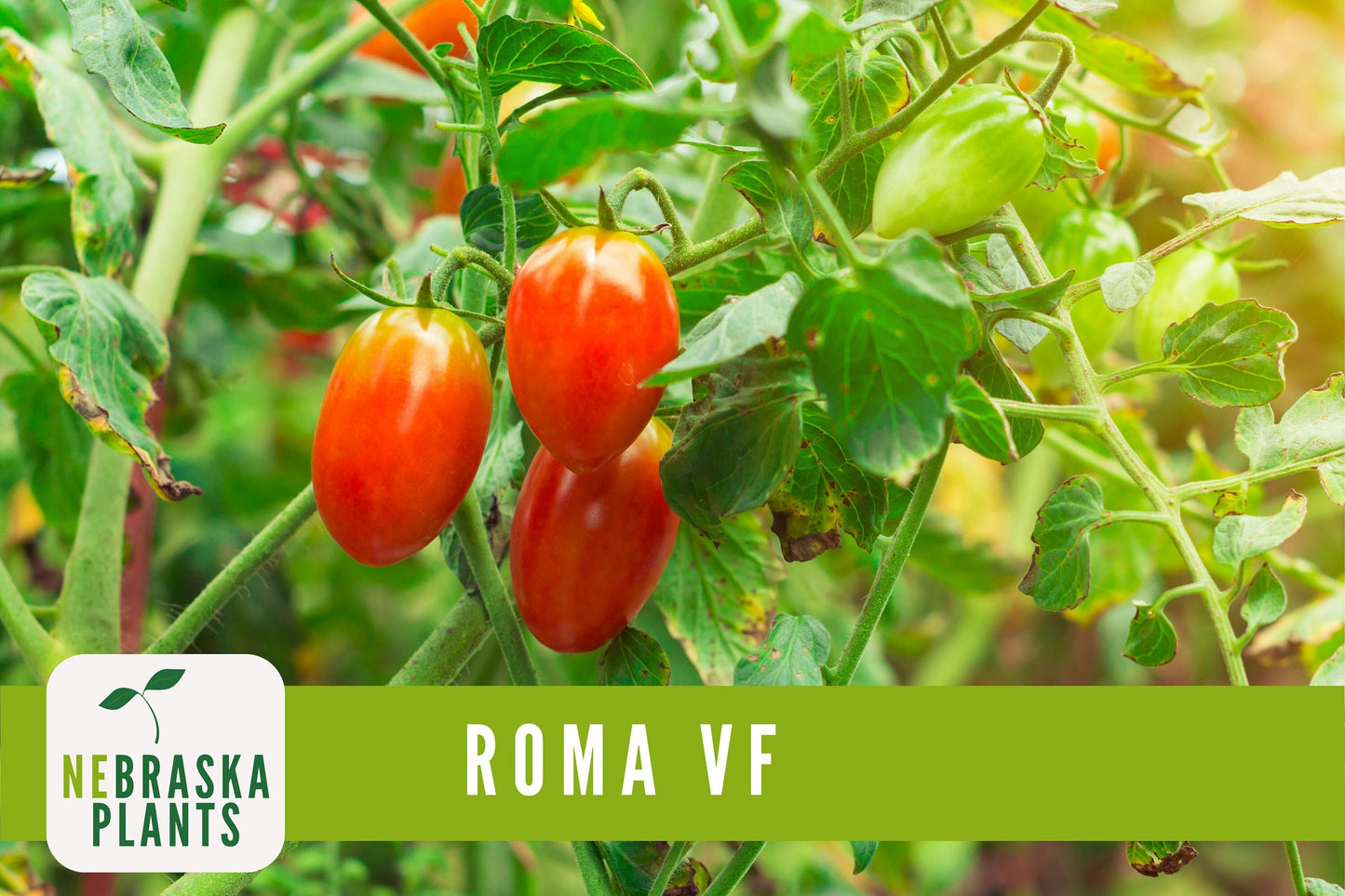 Roma VF Tomato Seeds - Disease-Resistant, High-Yield Heirloom Variety - Nebraska Seeds