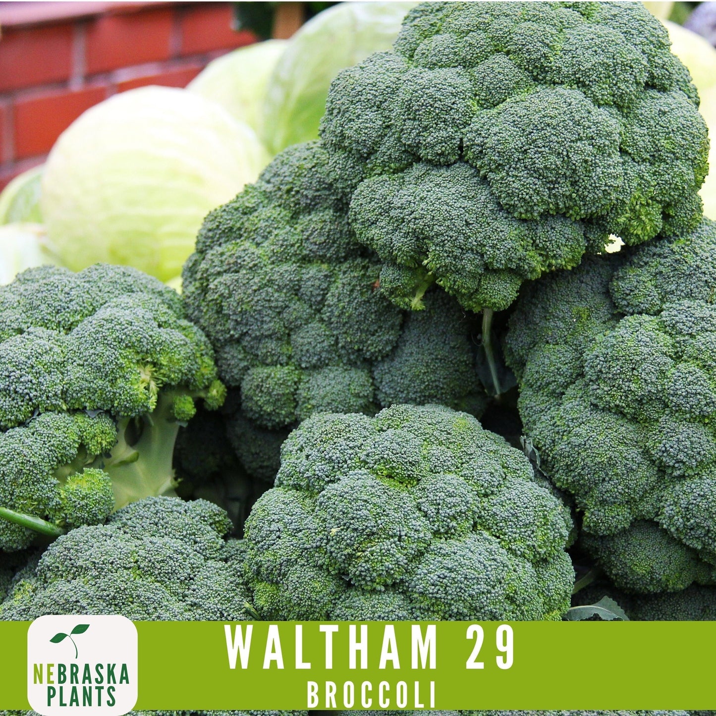 Waltham 29 Broccoli Seeds - Heirloom and Nutrient-Packed Garden Delight! - Nebraska Seeds