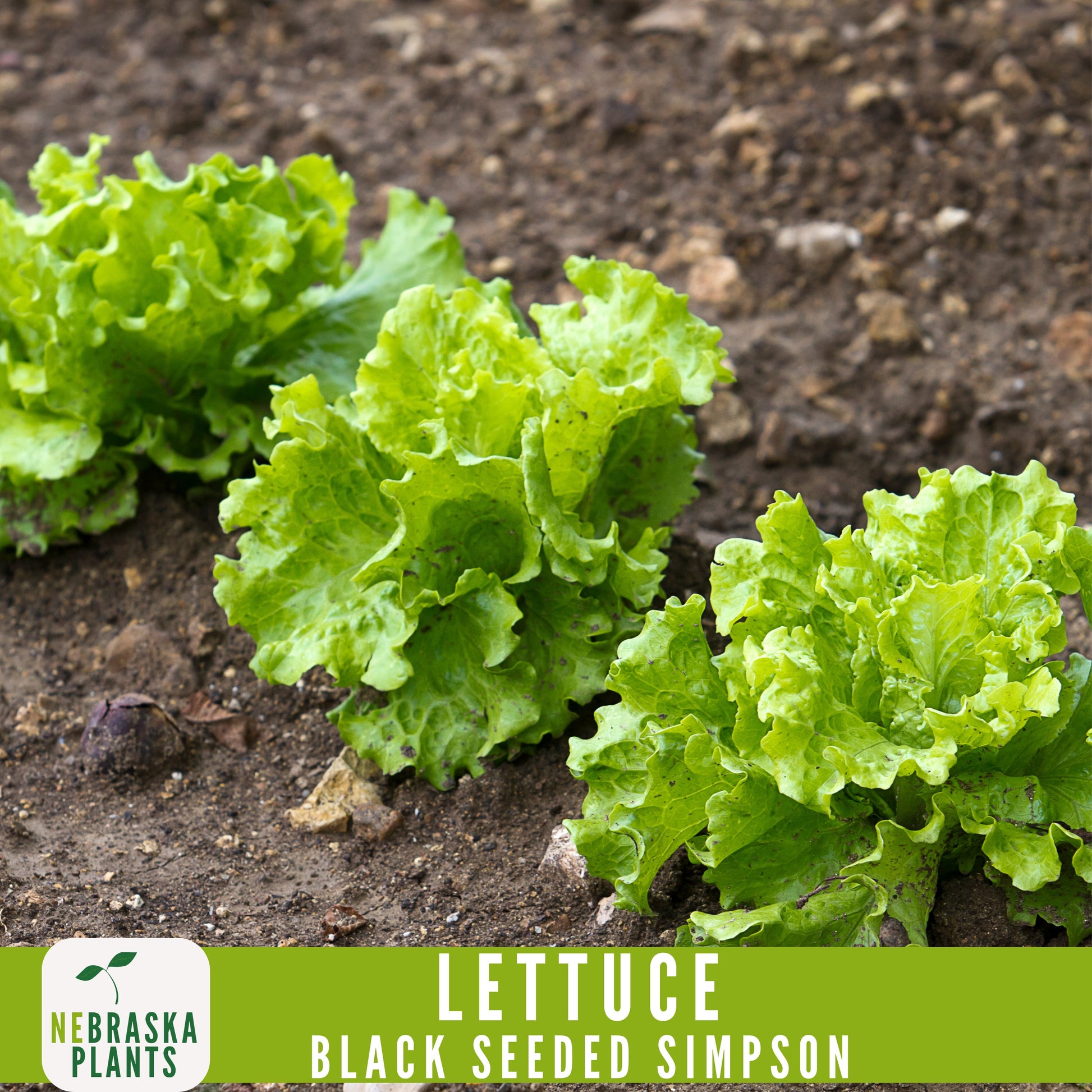 Black Seeded Simpson Lettuce Seeds - Nebraska Seeds