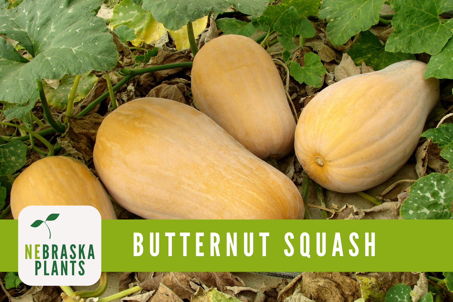 Winter Squash Seeds - Waltham Butternut Heirloom Squash Seeds - Nebraska Seeds