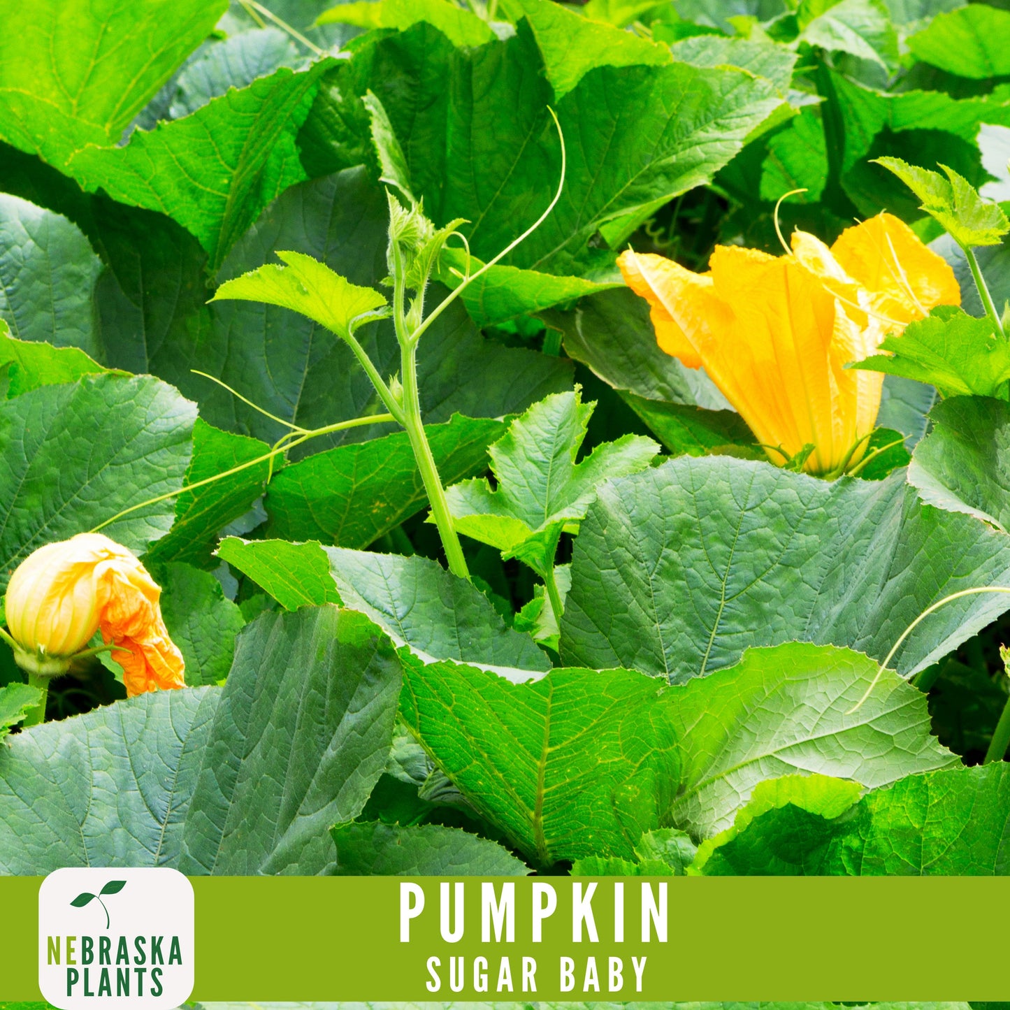 Sugar Pie Pumpkin Seeds - Celebrate the Spirit of Autumn with Heirloom, Non-GMO Pumpkin Seeds - Nebraska Seeds