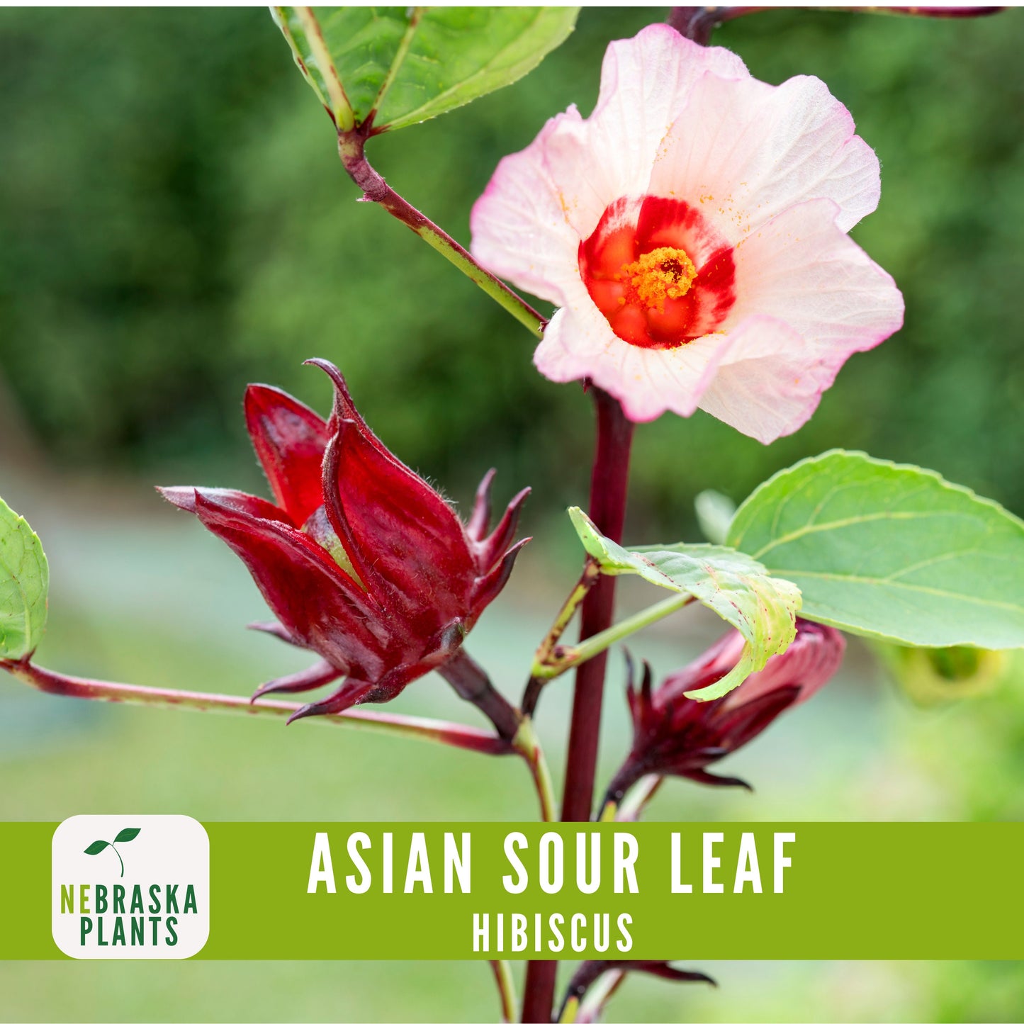 Asian Sour Leaf Hibiscus (Roselle) Seeds - Nebraska Seeds