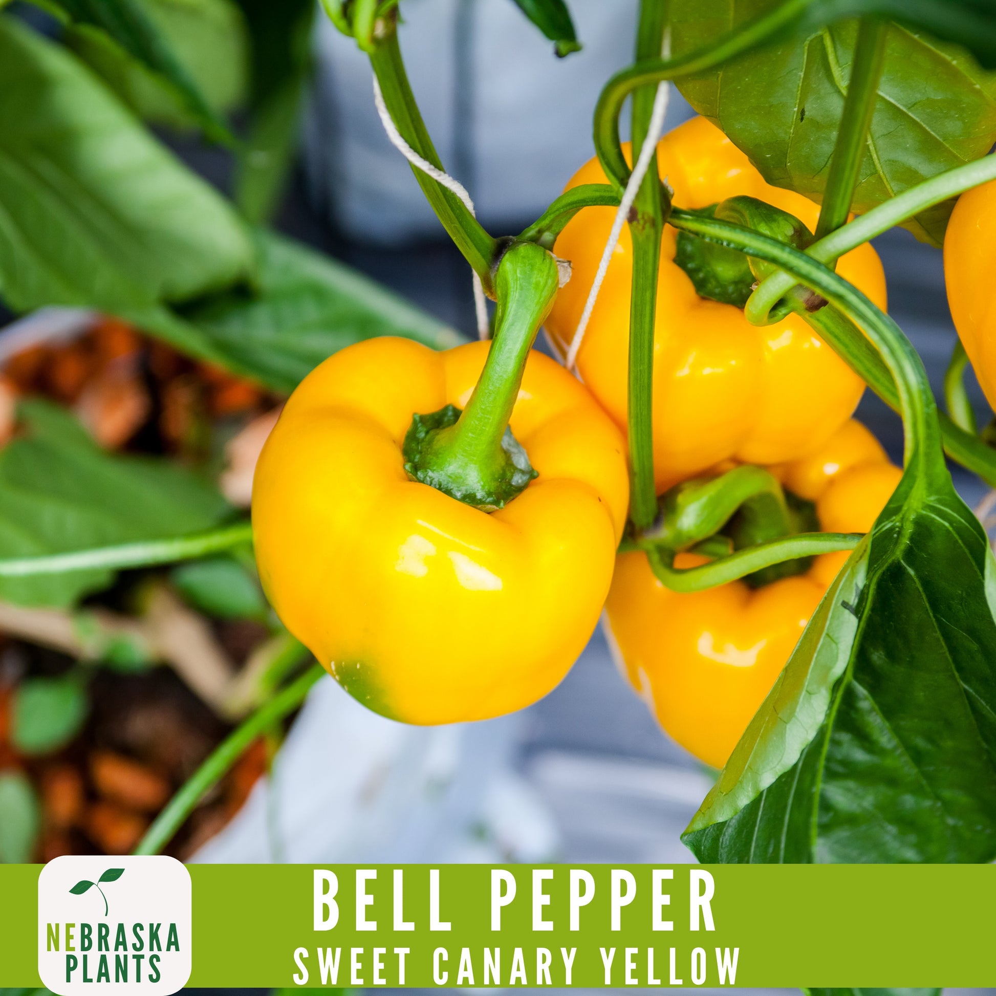 Sweet Canary Yellow Bell Pepper Seeds - Grow Your Own Delicious Heirloom Peppers - Nebraska Seeds