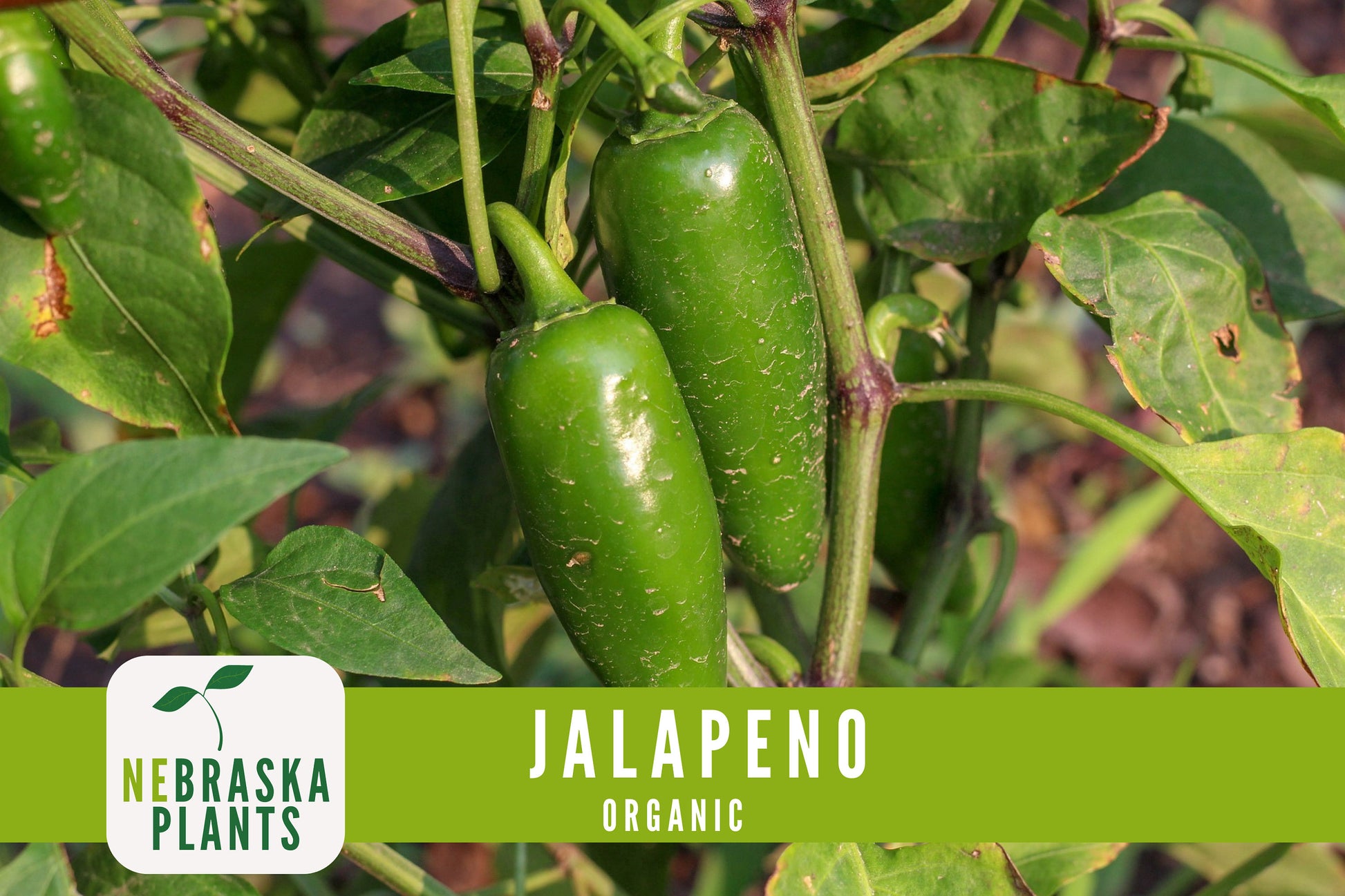 Organic Jalapeño Pepper Seeds - Nebraska Seeds