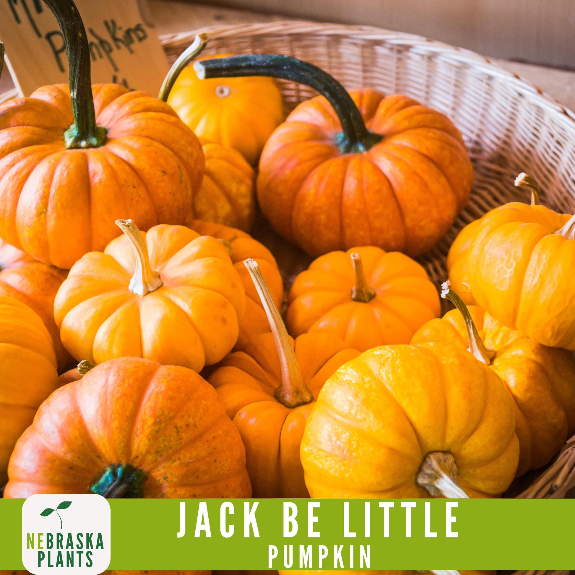 Jack-Be Little- Heirloom Pumpkin Seeds - Nebraska Seeds