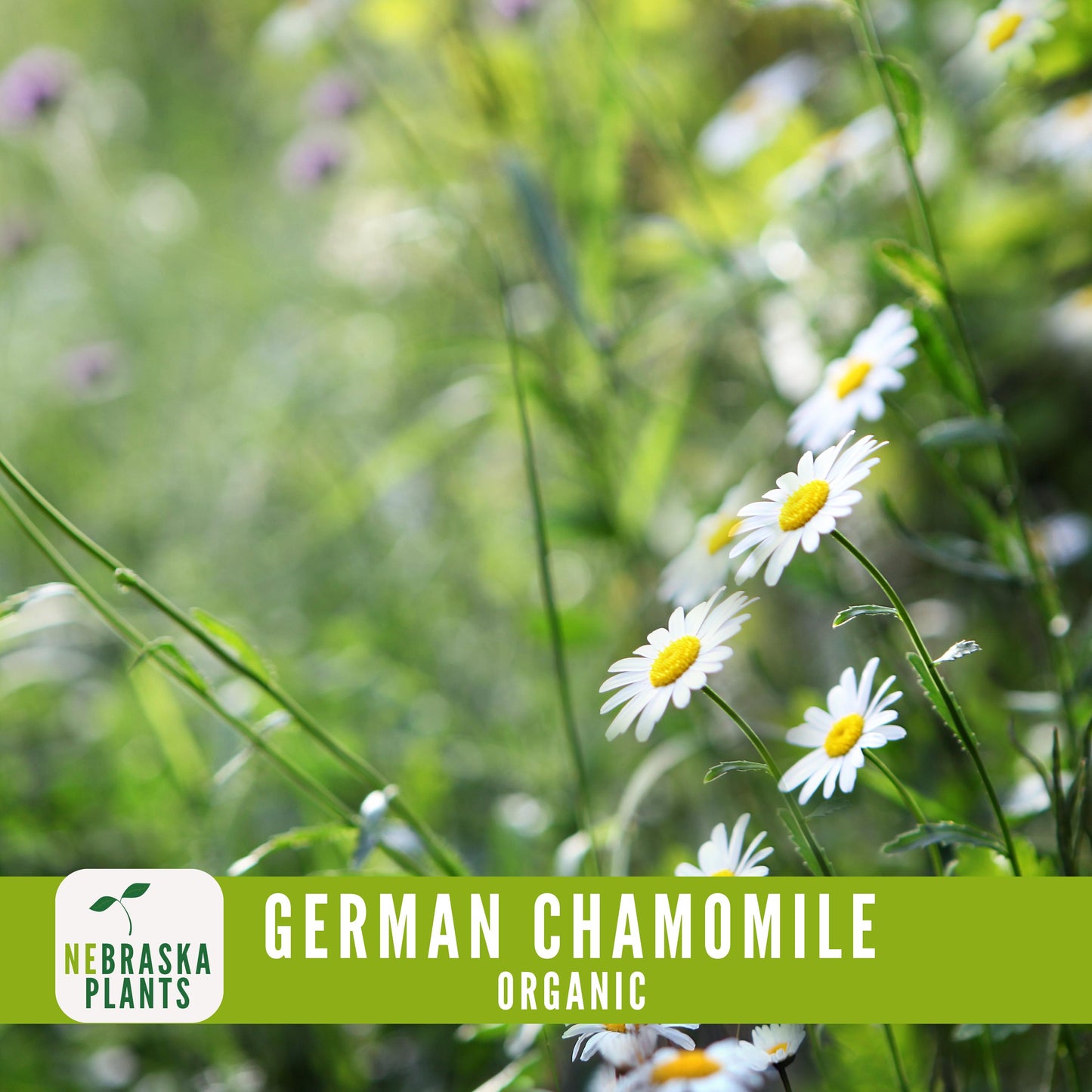 Organic German Chamomile Seeds - Nebraska Seeds