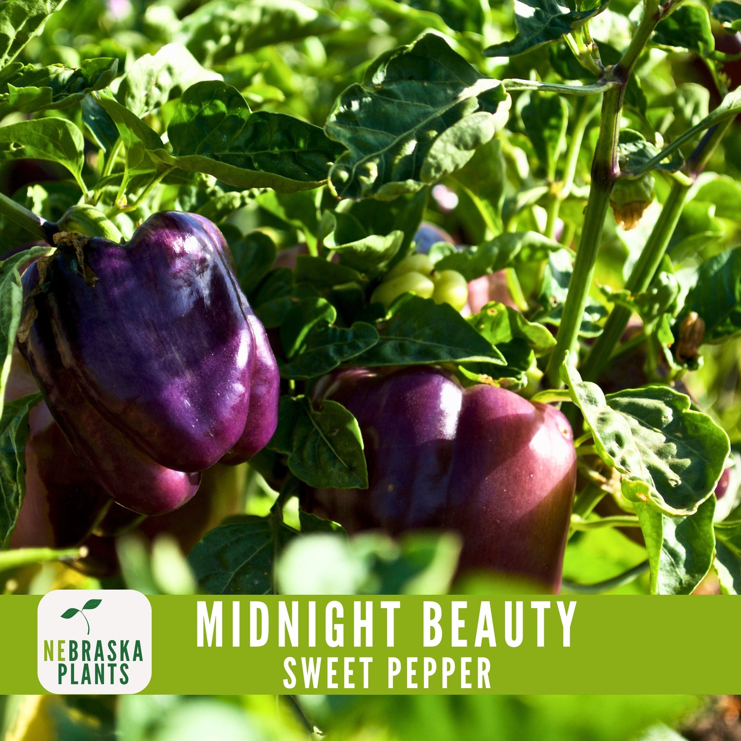 Midnight Beauty Bell Pepper - Nebraska Seeds