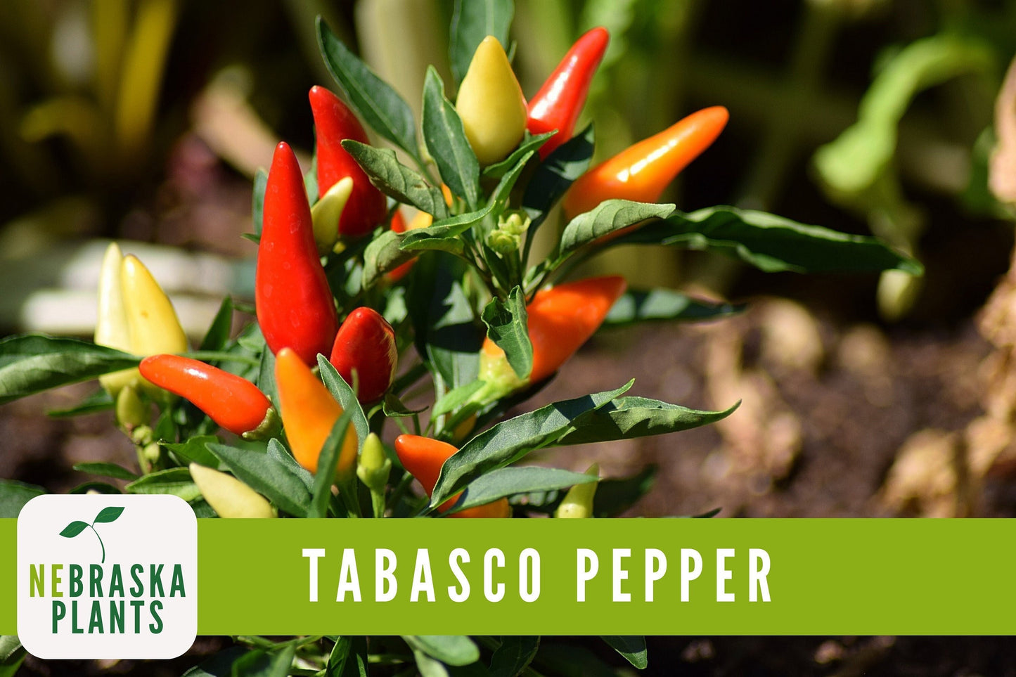 Tabasco Pepper Seeds - Hot Tabasco Chile Pepper Heirloom Garden Seeds - Nebraska Seeds