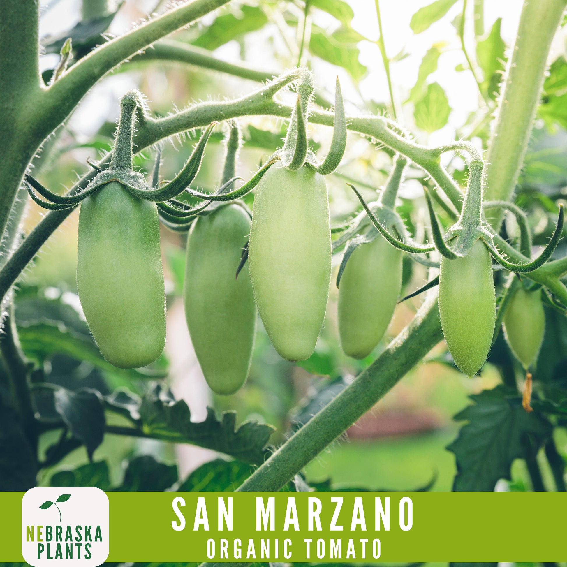 San Marzano Organic Tomato Seeds - Heirloom, Non-GMO - Grow the Authentic Italian Flavor! - Nebraska Seeds