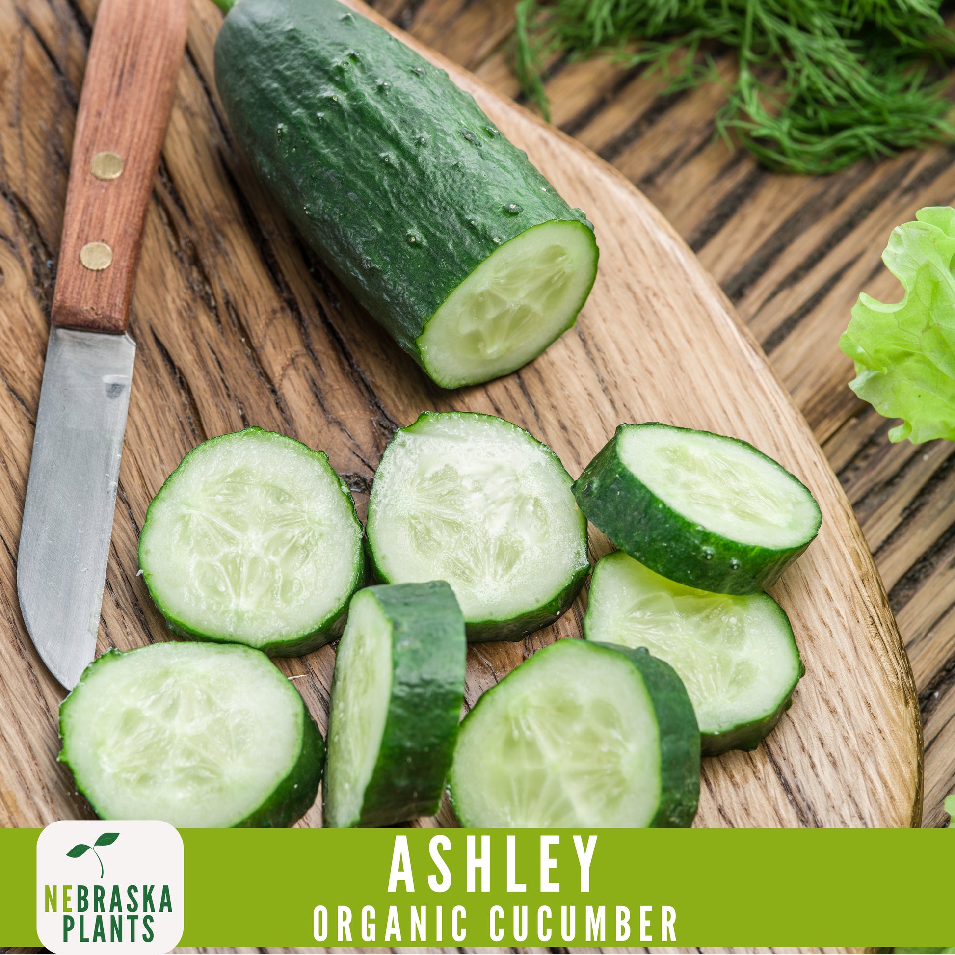 Organic Ashley Cucumber Seeds - Nebraska Seeds