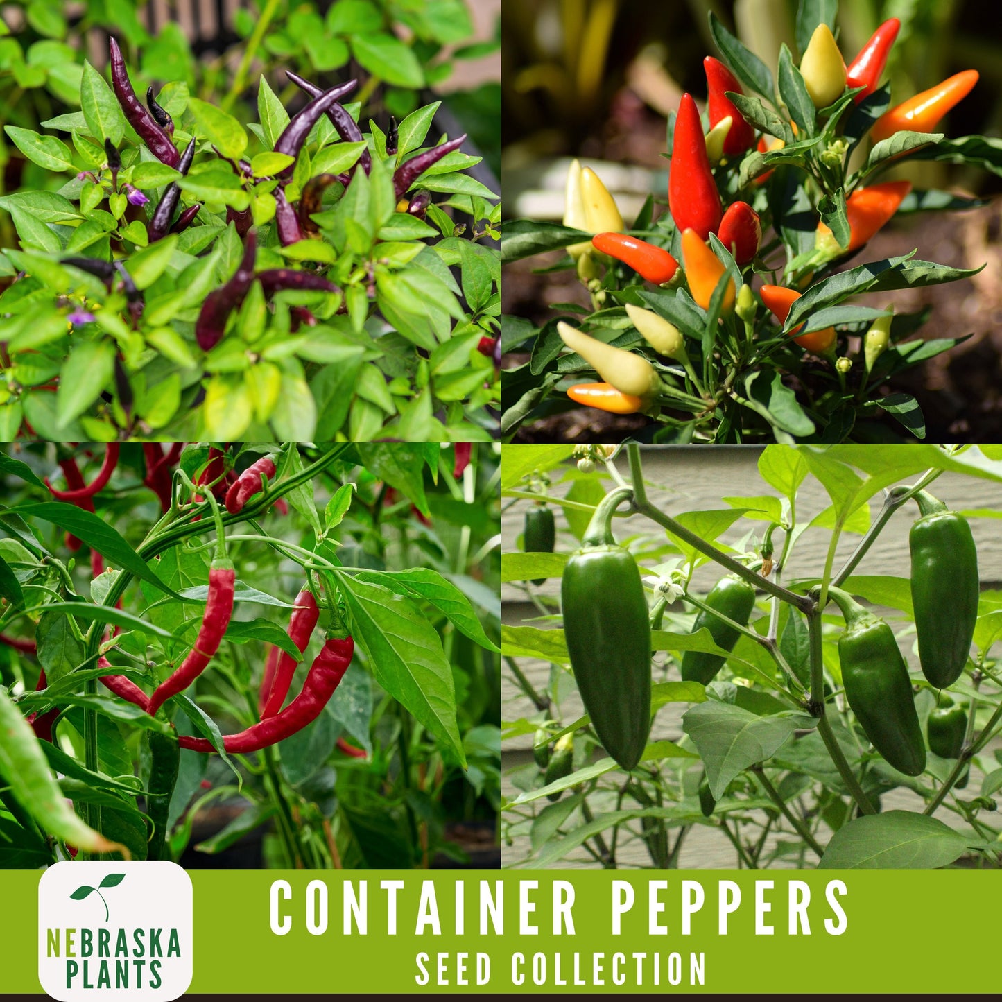 Container Peppers Seed Collection - Nebraska Seeds