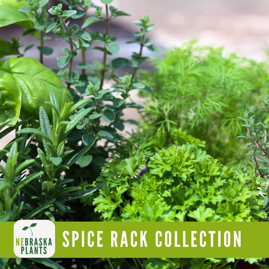 Spice Rack Herb Seeds - Heirloom Oregano - Thyme - Basil - Parsley - Herb Seeds - Nebraska Seeds