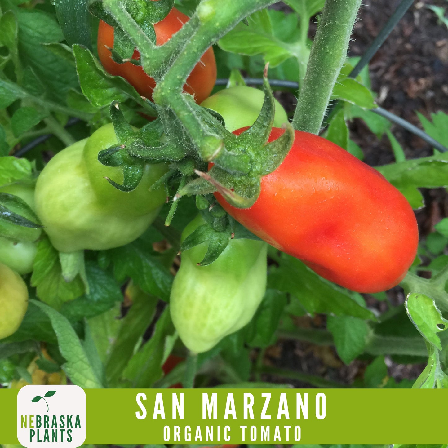 San Marzano Organic Tomato Seeds - Heirloom, Non-GMO - Grow the Authentic Italian Flavor! - Nebraska Seeds