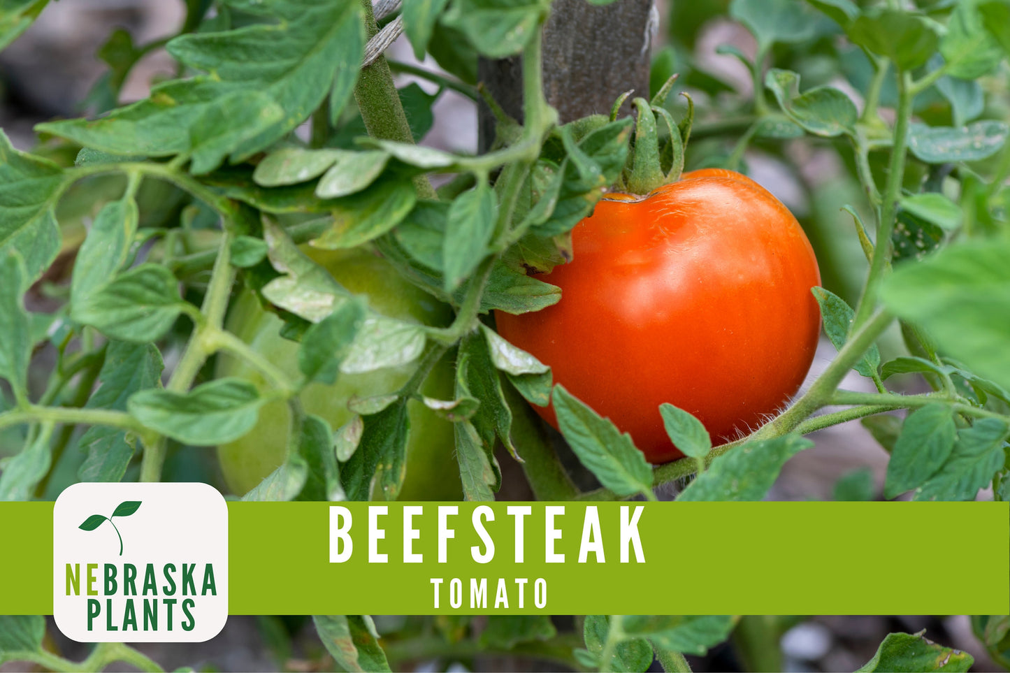 Beefsteak Tomato Seeds - Nebraska Seeds