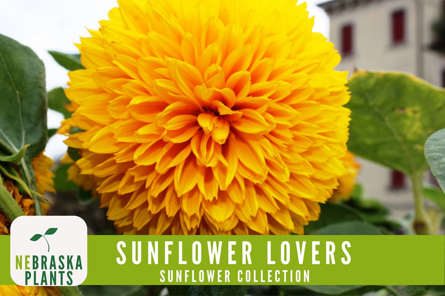 Sunflower Lovers Collection - 4 Heirloom Sunflower Seed Varieties - Nebraska Seeds