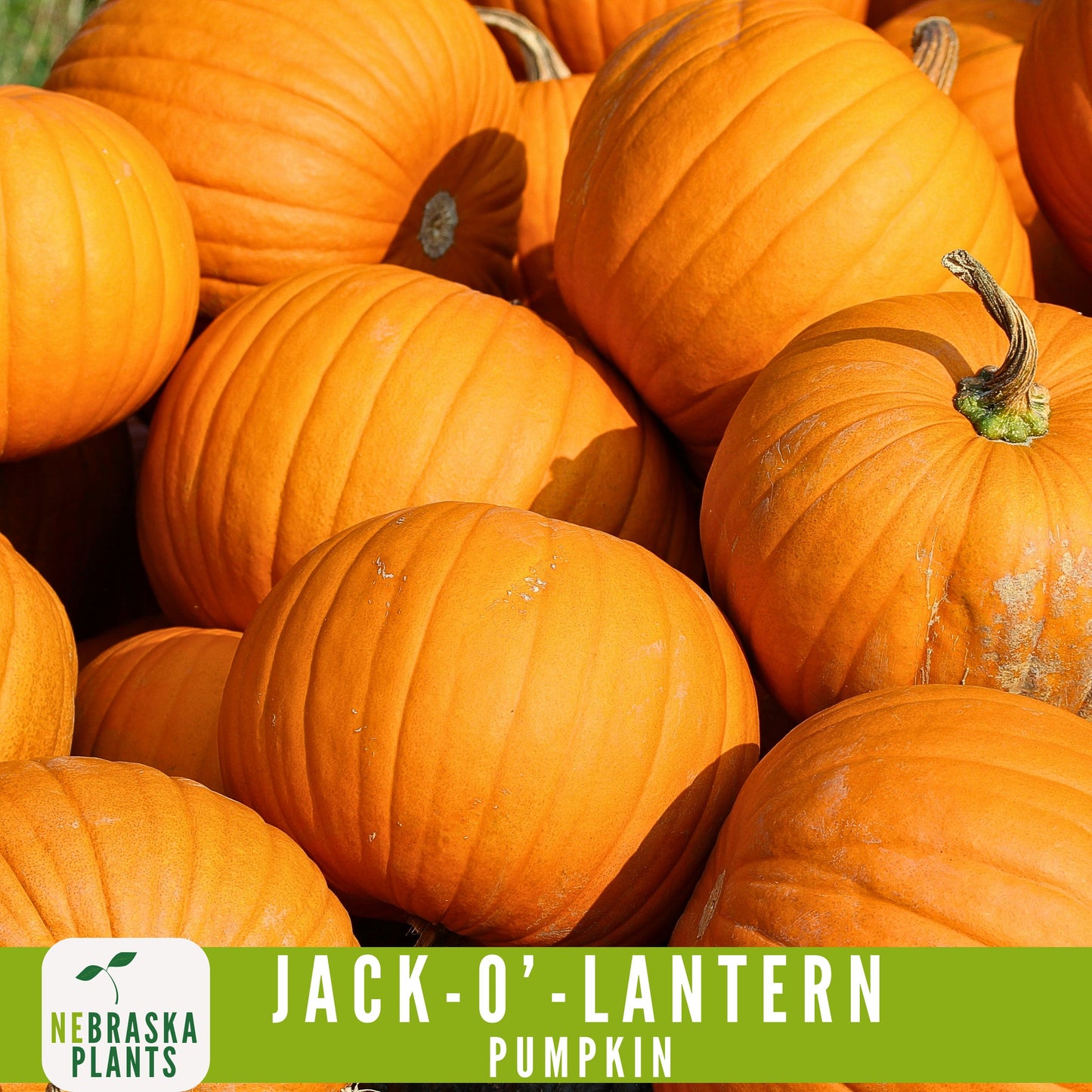 Jack-O'-Lantern Halloween Pumpkin Seeds - Nebraska Seeds