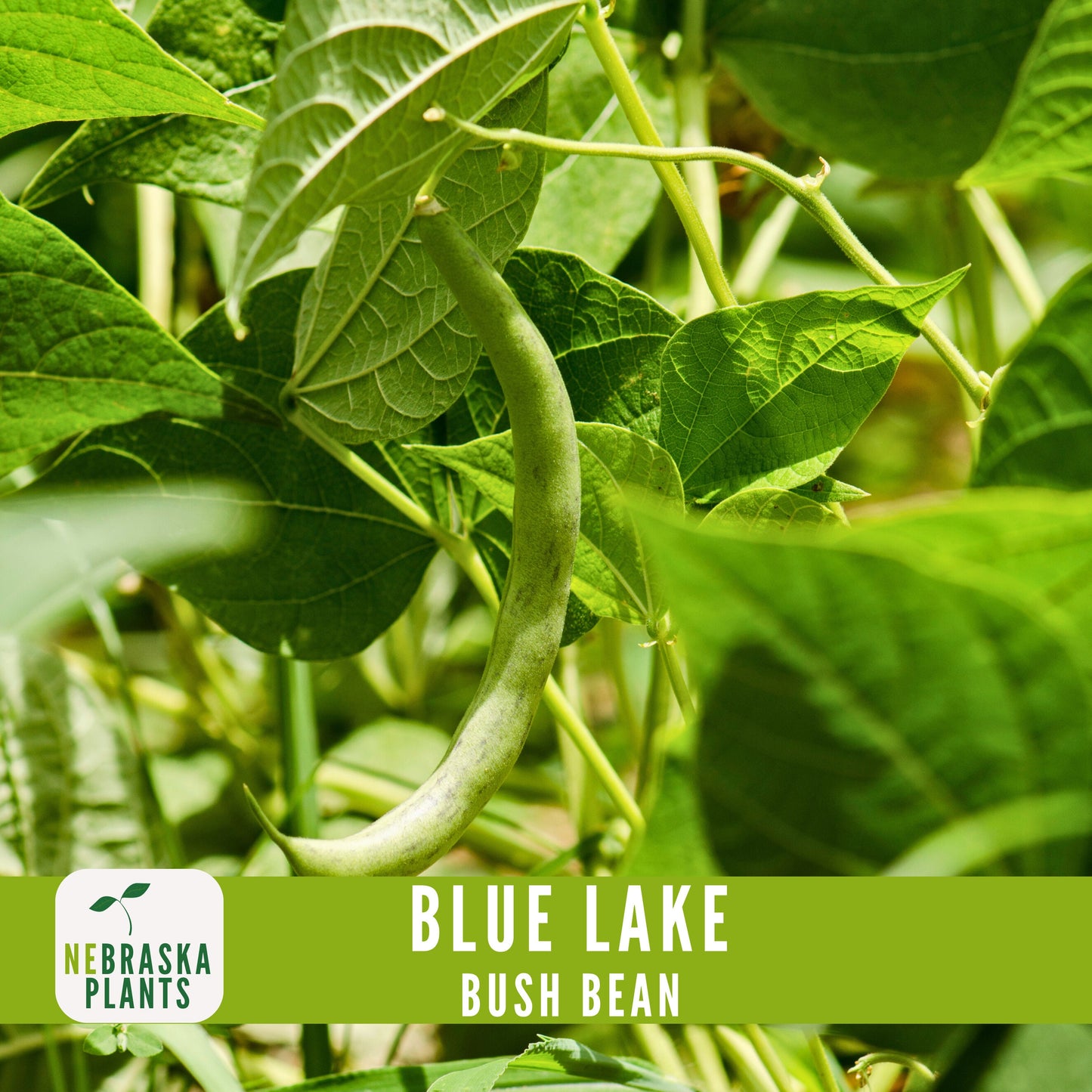 Blue Lake Bush Bean Seeds - Nebraska Seeds