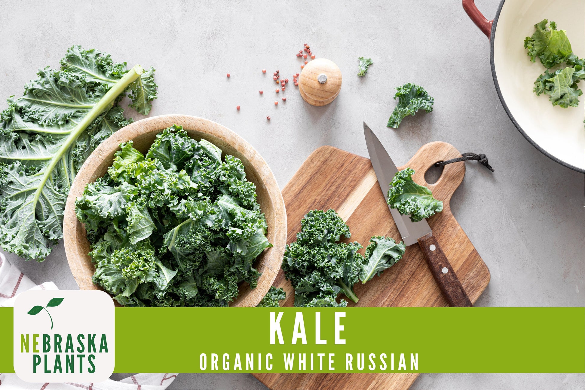 Organic White Russian Kale Seeds - Nebraska Seeds