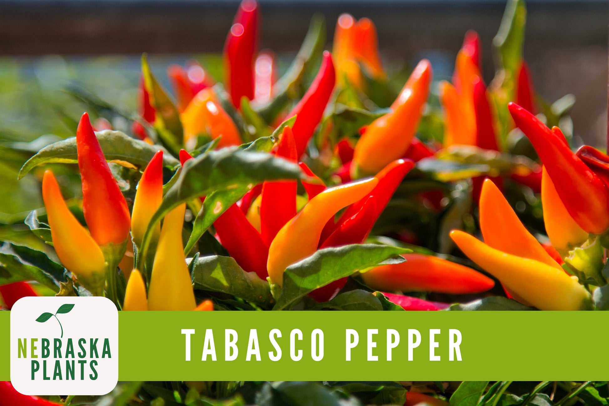 Tabasco Pepper Seeds - Hot Tabasco Chile Pepper Heirloom Garden Seeds - Nebraska Seeds