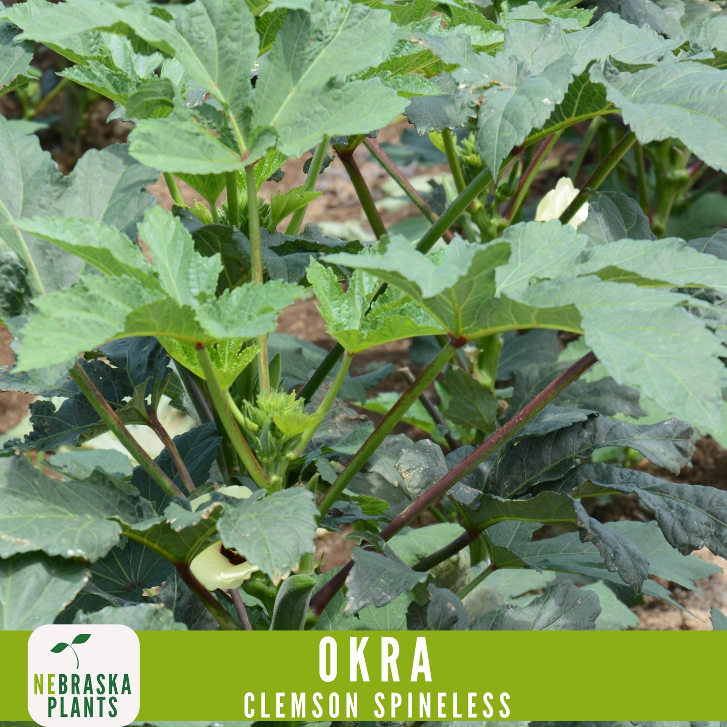 Clemson Spineless Okra Seed - Nebraska Seeds