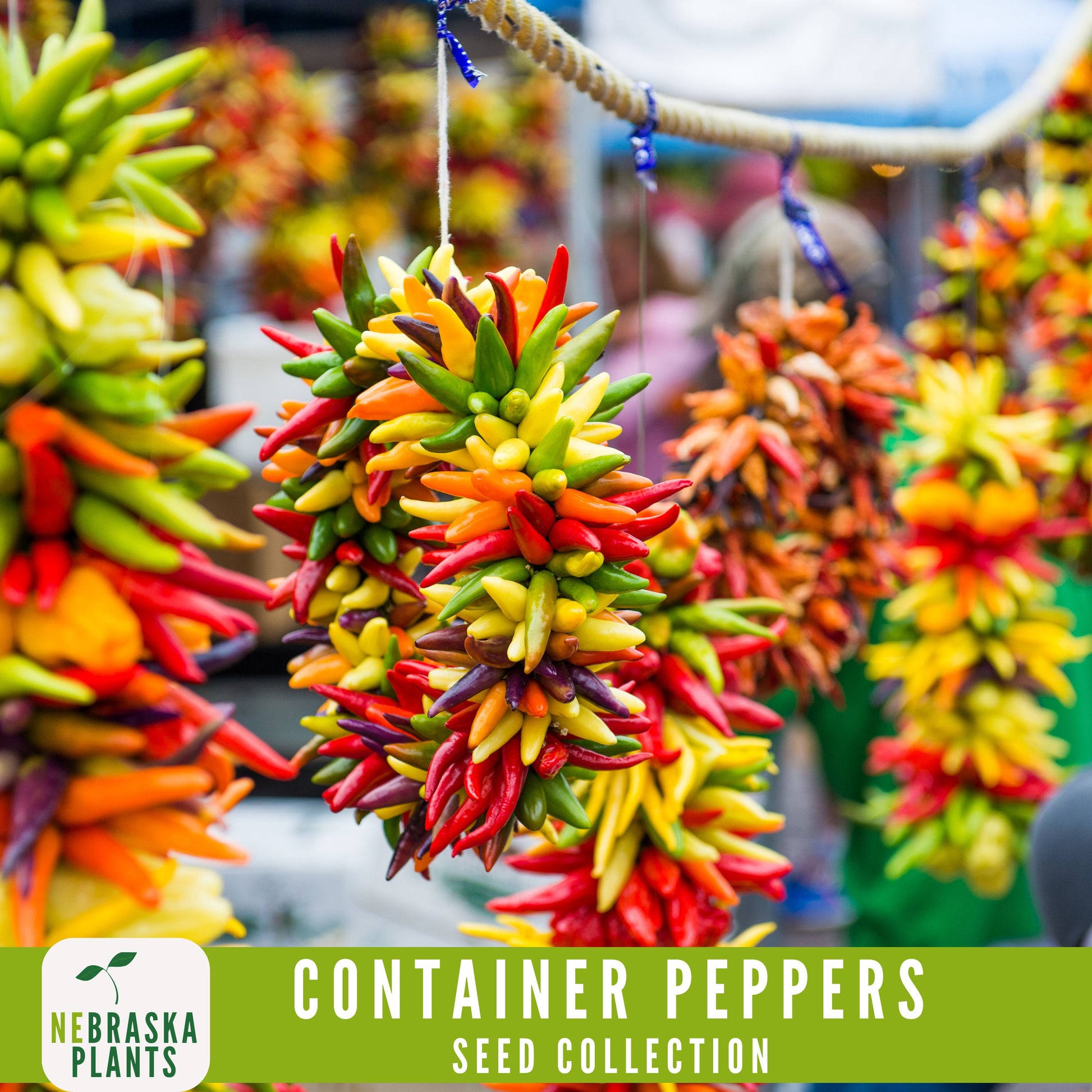 Container Peppers Seed Collection - Nebraska Seeds