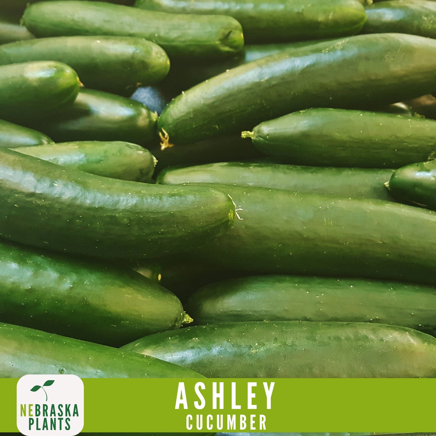 Ashley Cucumber Seeds - Nebraska Seeds