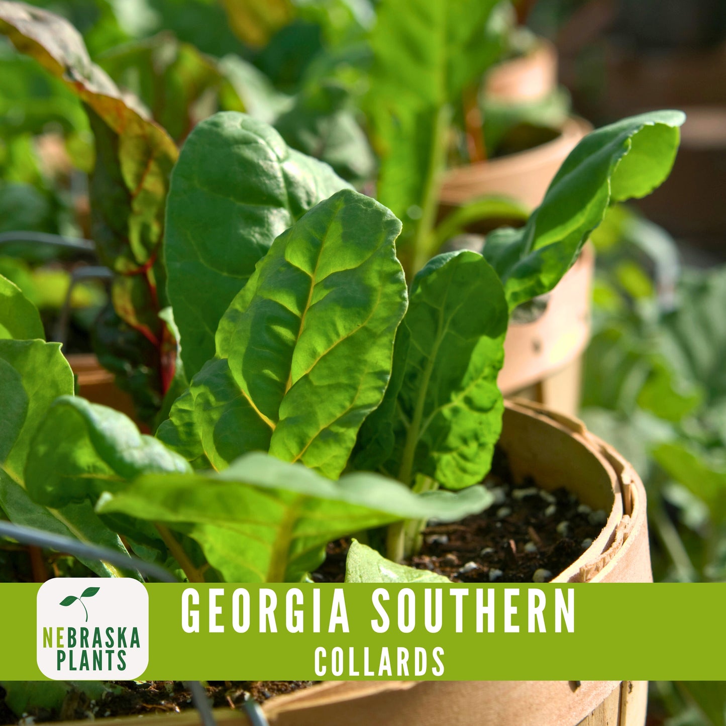 Georgia Southern Collard Seeds - Nebraska Seeds