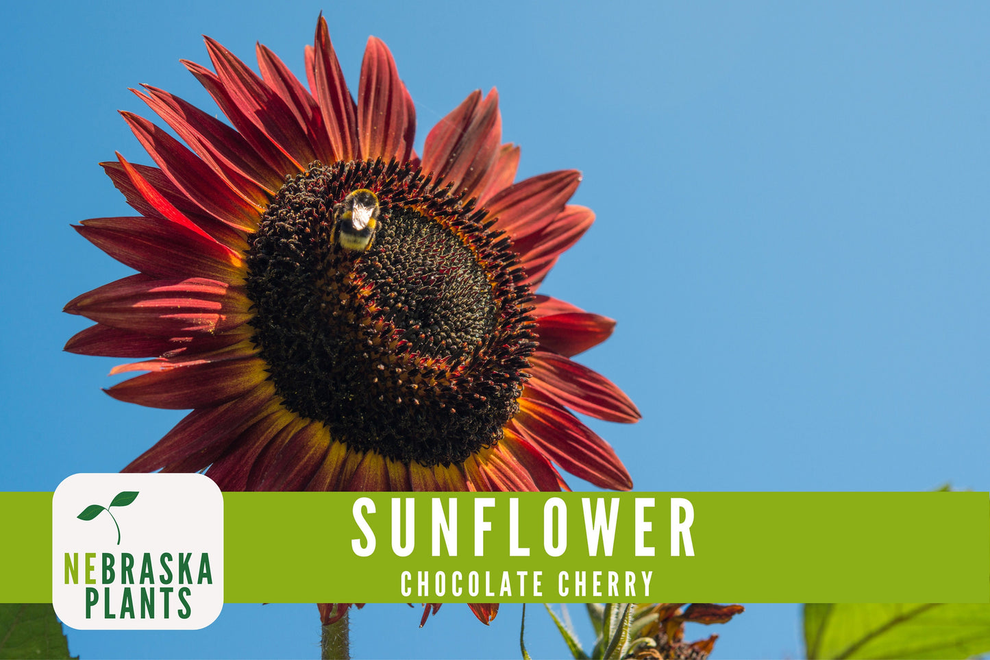 Chocolate Cherry Sunflower Seeds - Nebraska Seeds
