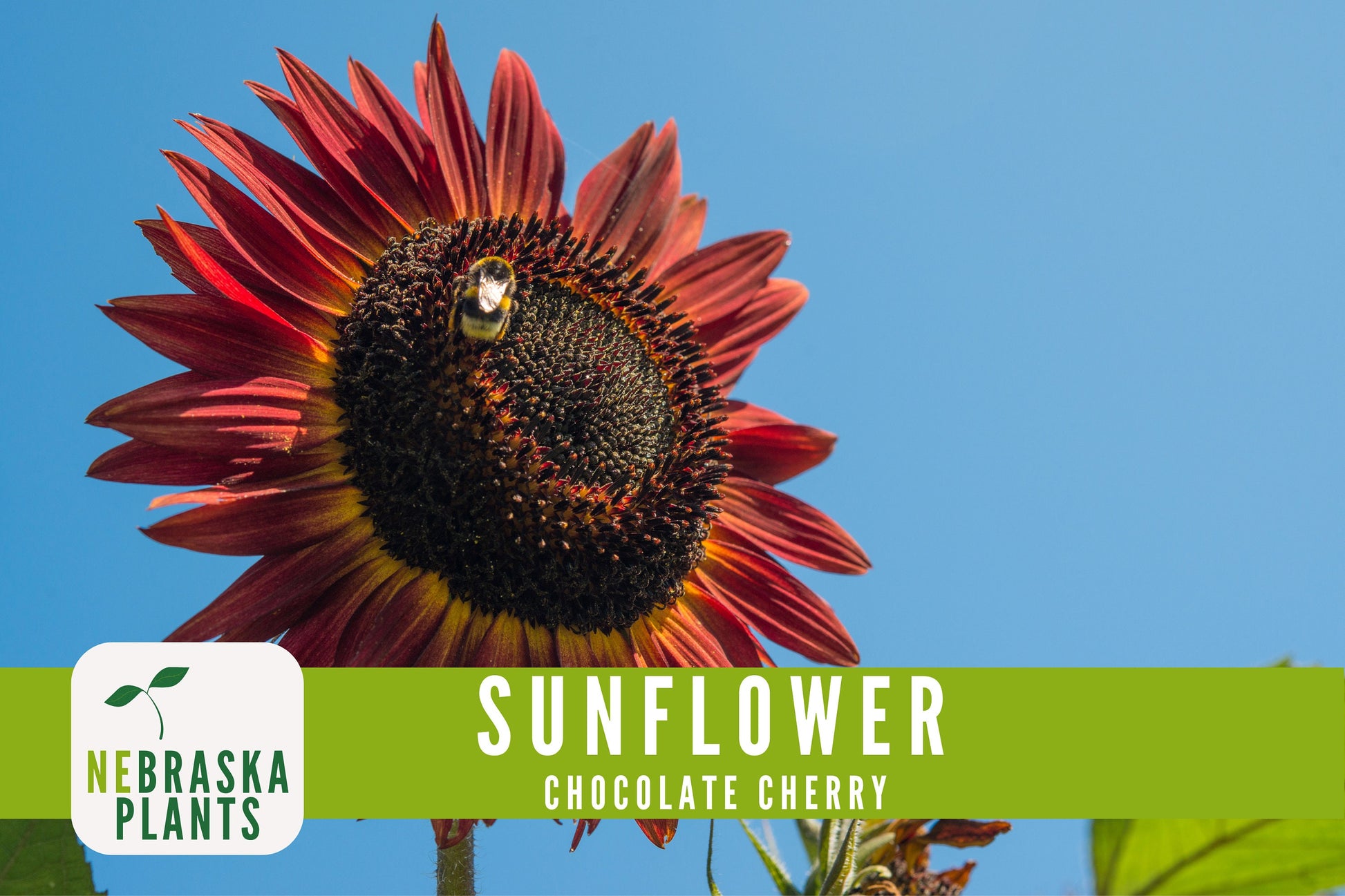 Chocolate Cherry Sunflower Seeds - Nebraska Seeds