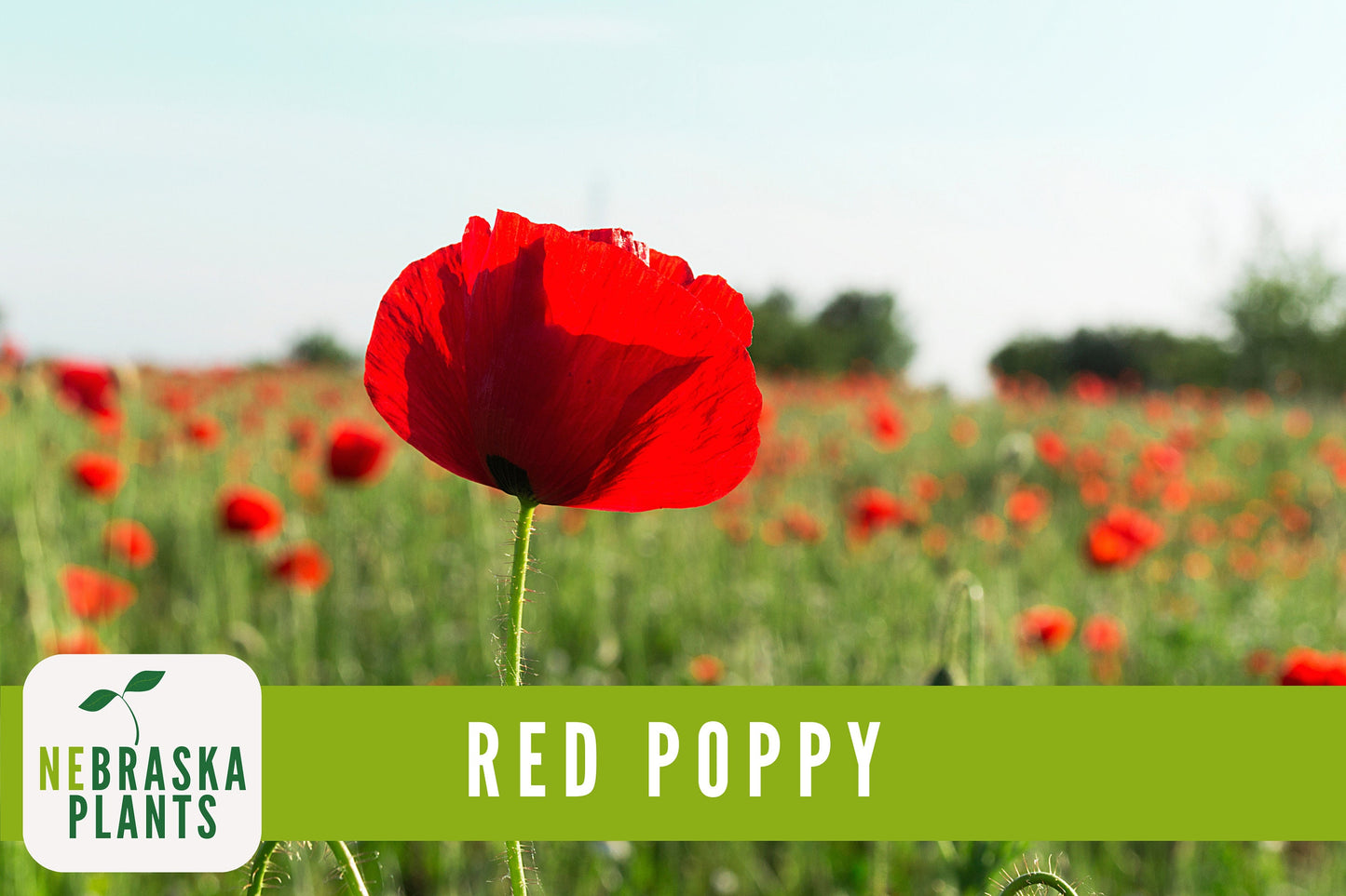Red Poppy Flower Seeds - Heirloom Red Poppy Flower Seeds - Nebraska Seeds