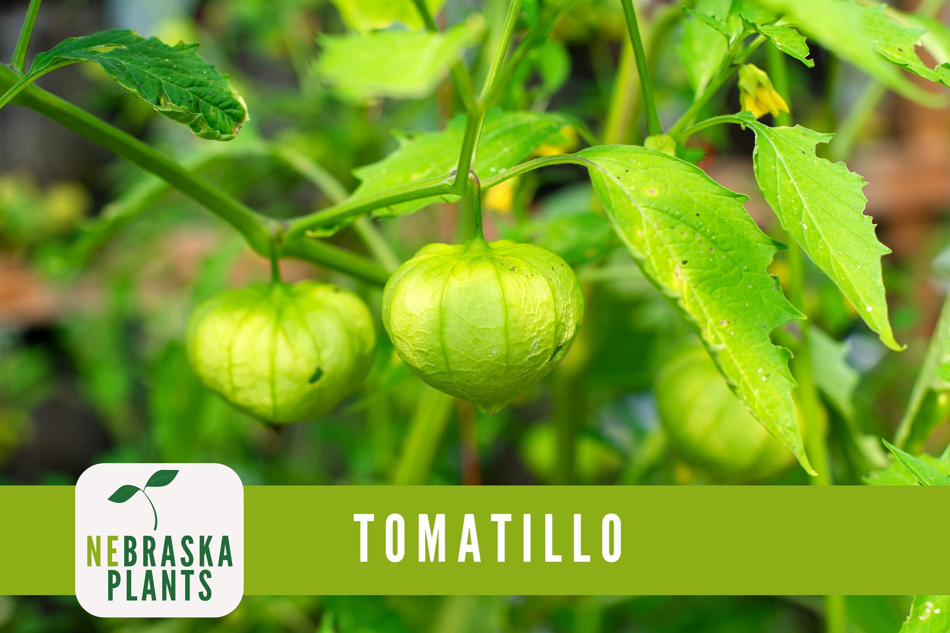 Tomatillo Seeds - Toma Verda Heirloom Garden Seeds - Nebraska Seeds