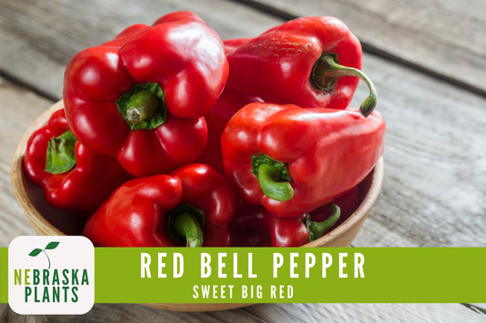 Red Bell Pepper Seeds - Sweet Big Red Bell Pepper Heirloom Seeds - Nebraska Seeds