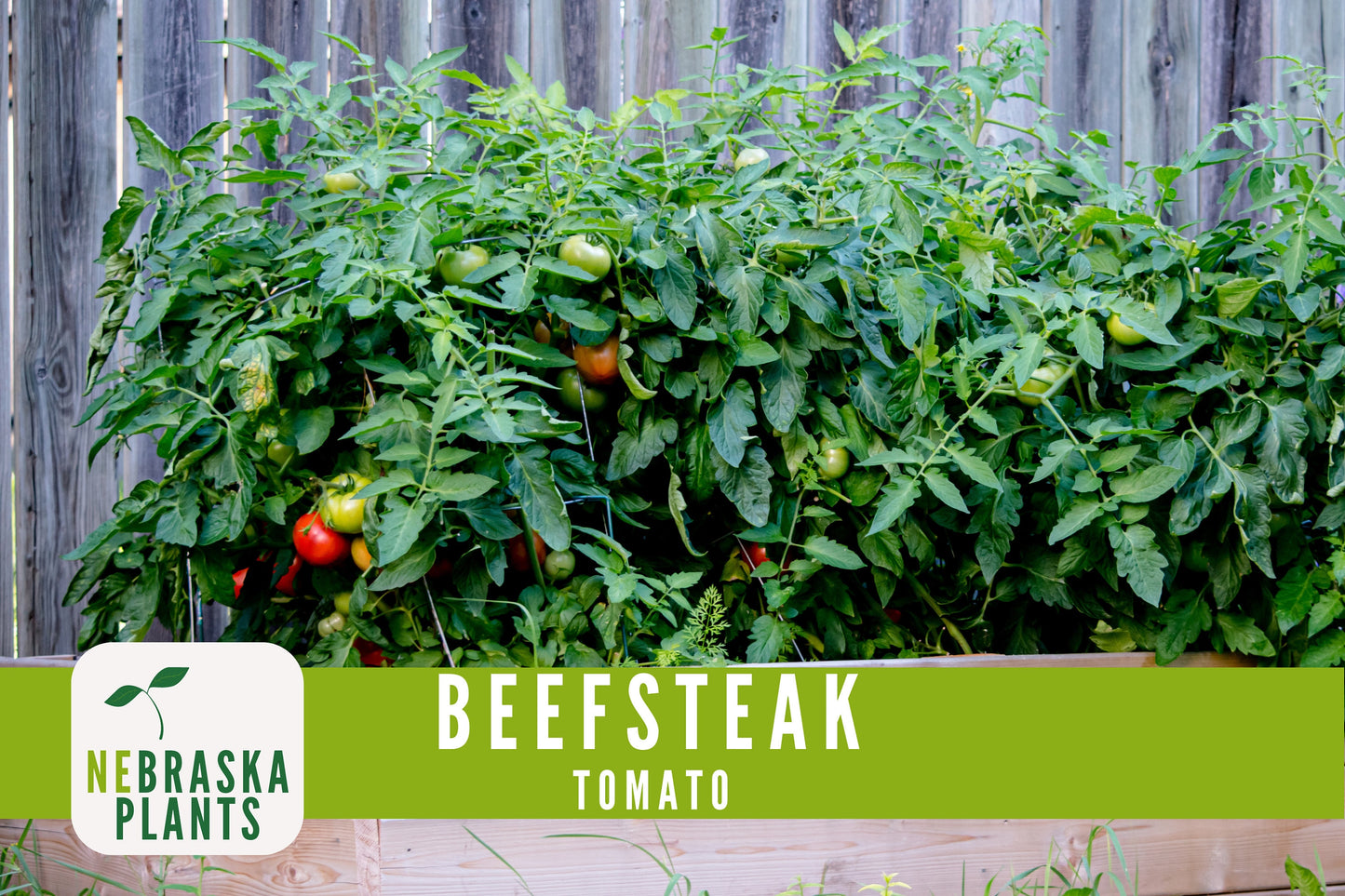 Beefsteak Tomato Seeds - Nebraska Seeds