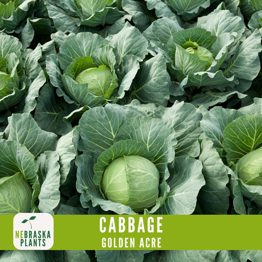 Golden Acre Cabbage Seeds - Nebraska Seeds