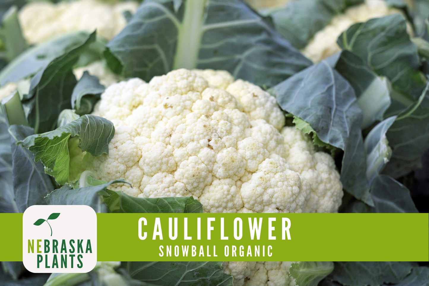 Organic Snowball Cauliflower Seeds - Nebraska Seeds