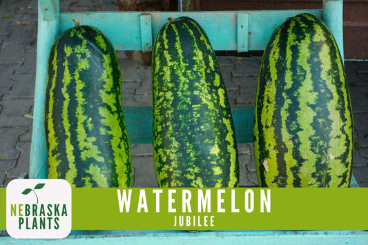 Watermelon Seeds - Jubilee Watermelon Heirloom Seeds - Nebraska Seeds