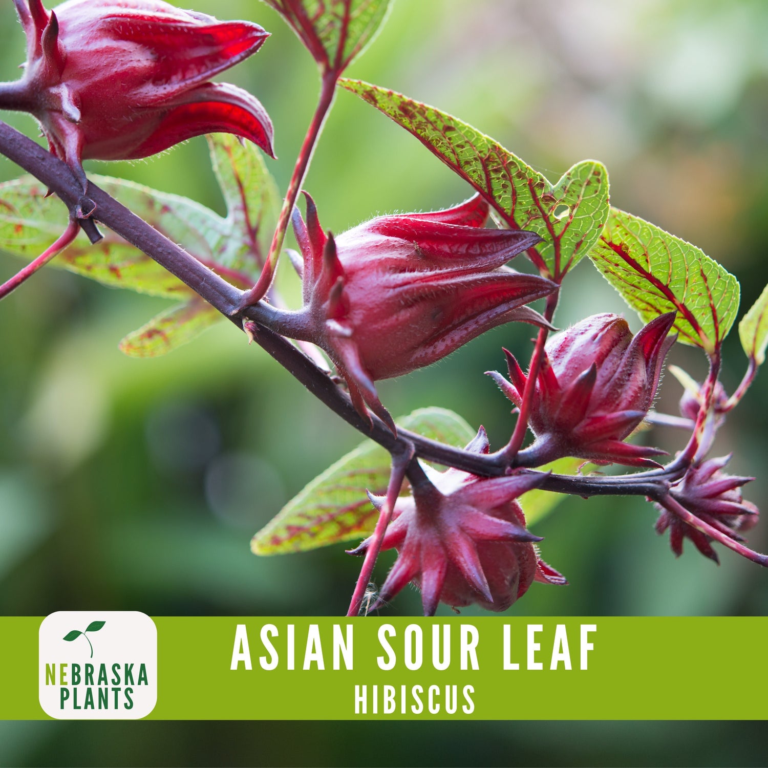 Asian Sour Leaf Hibiscus (Roselle) Seeds - Nebraska Seeds