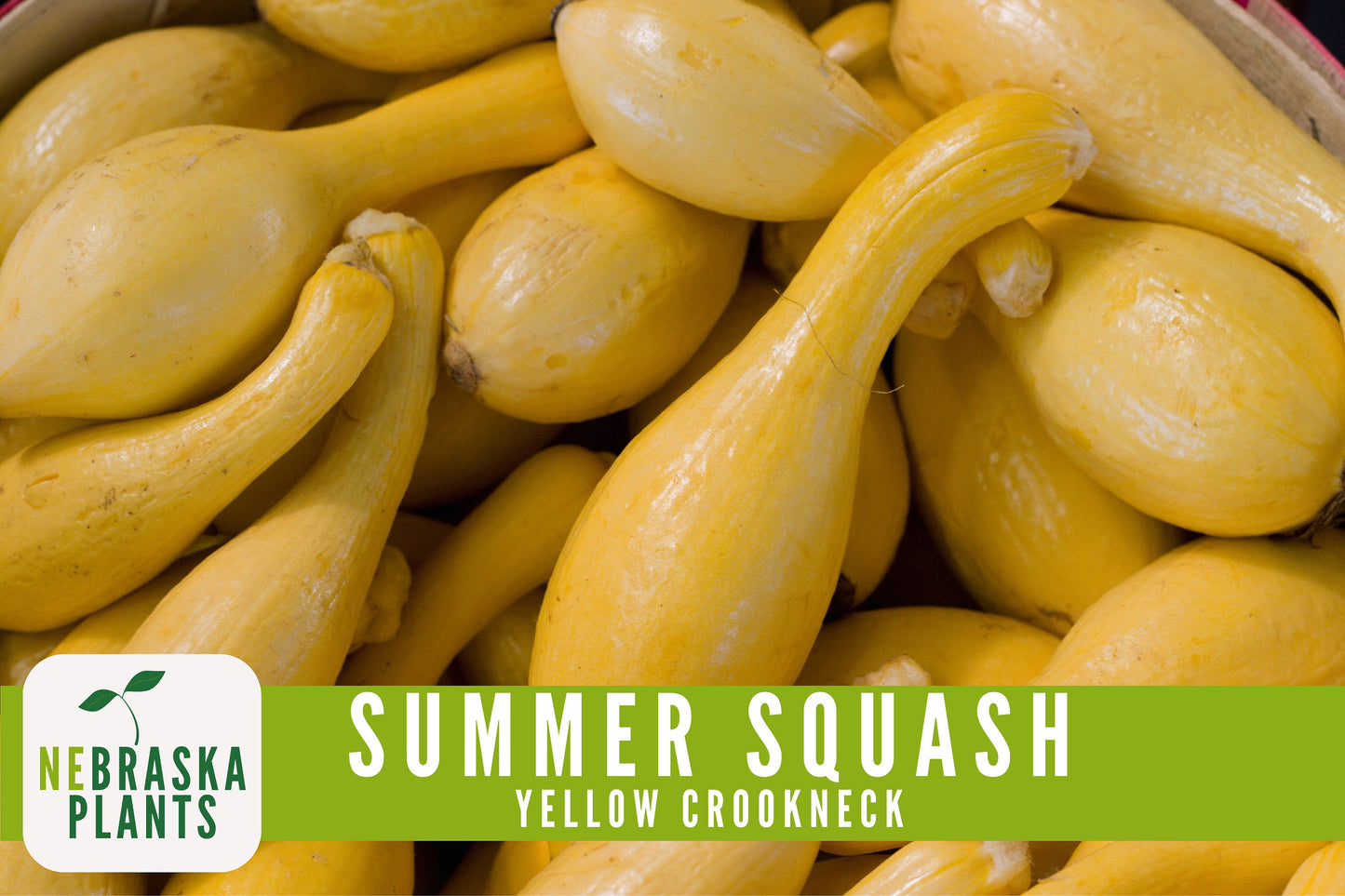 Summer Squash Seeds - Yellow Crookneck Heirloom Squash Seeds - Nebraska Seeds