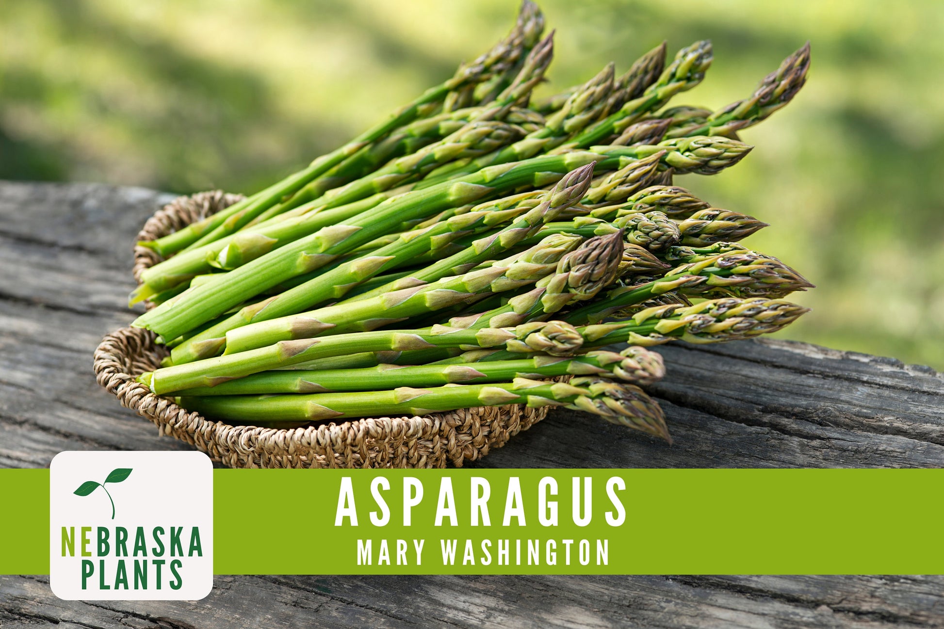 Mary Washington Asparagus Seeds - Nebraska Seeds