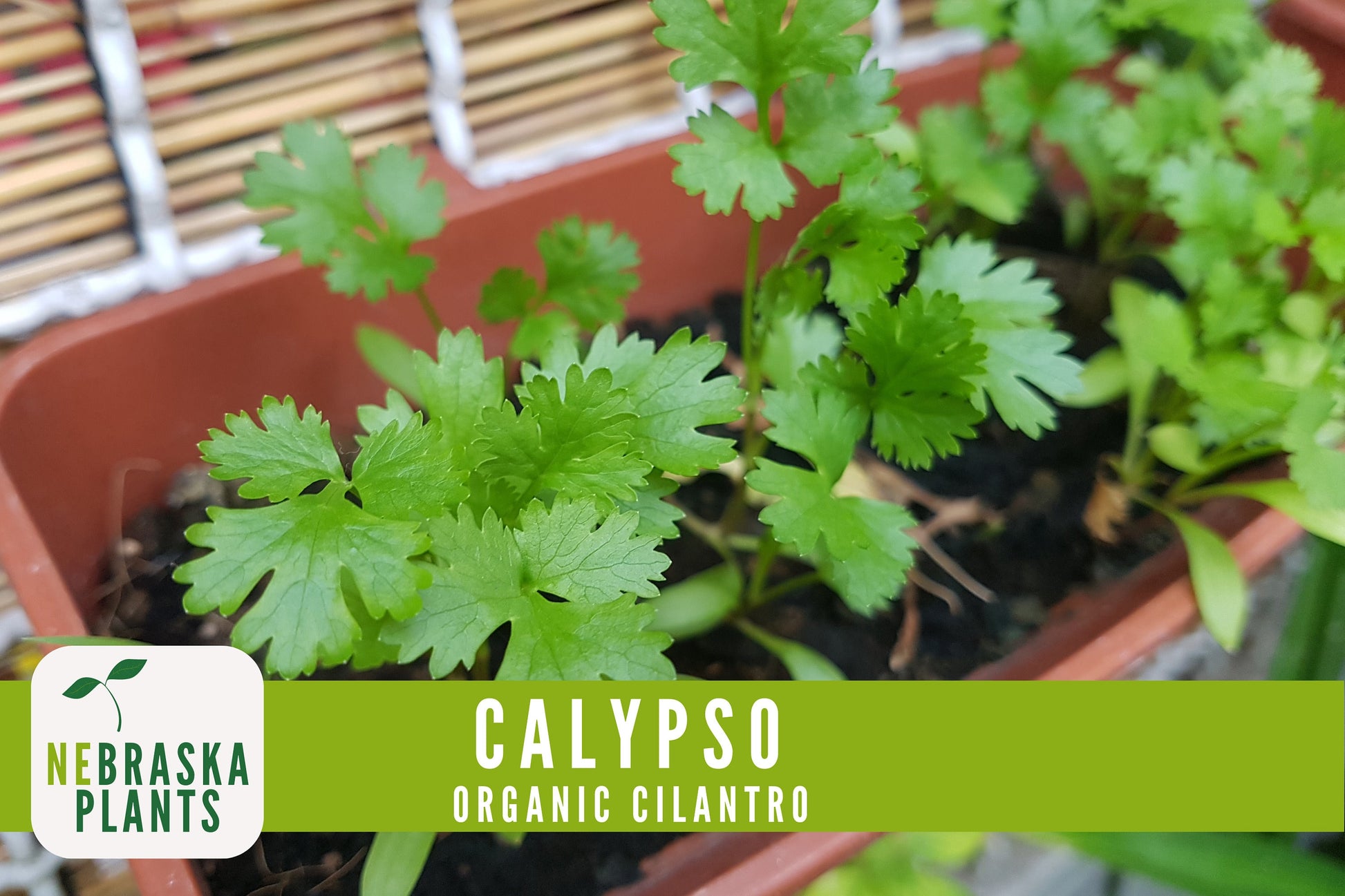 Organic Calypso Slow Bold Cilantro Seeds - Nebraska Seeds