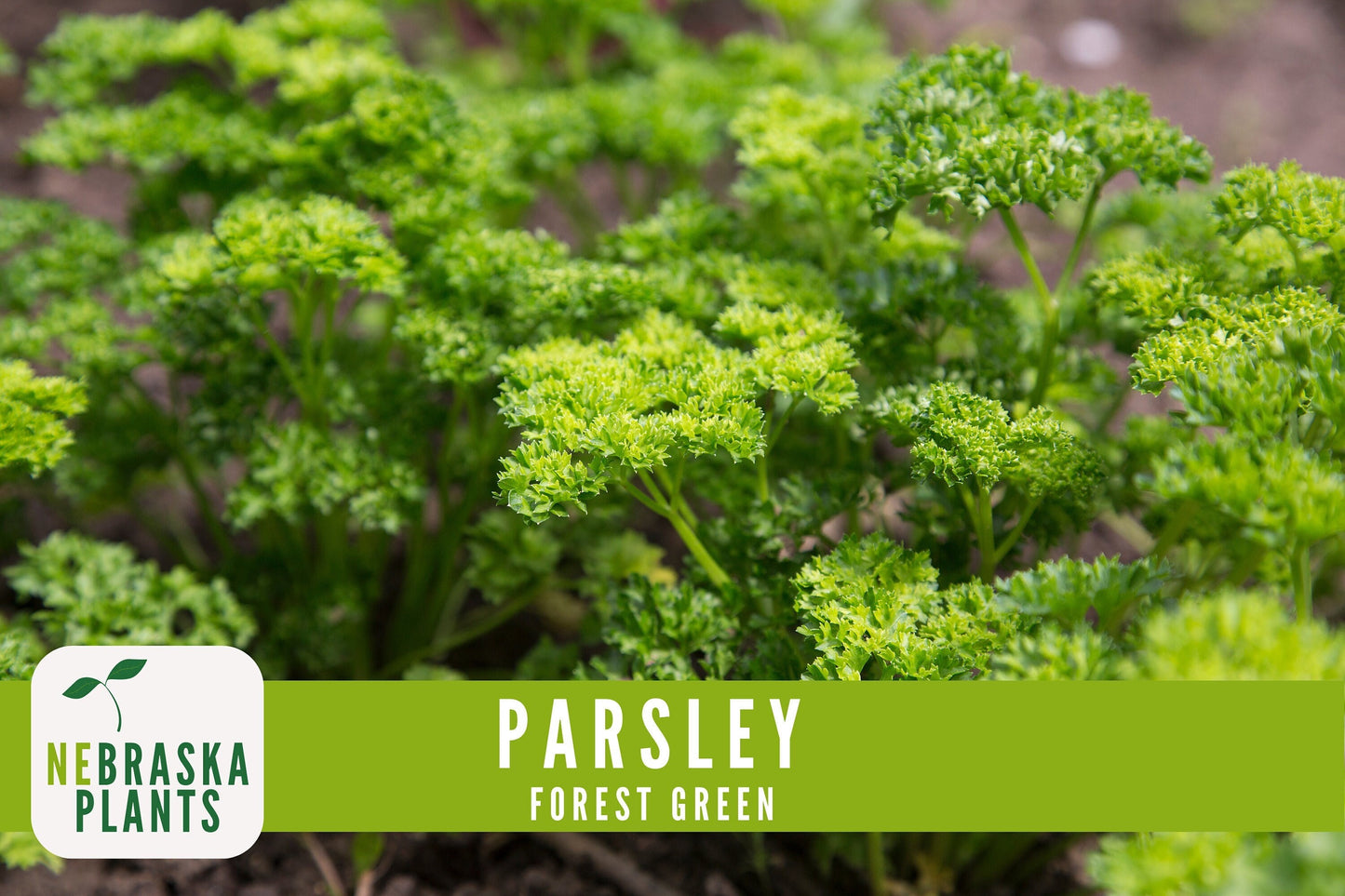 Forest Green Heirloom Parsley Seeds - Nebraska Seeds