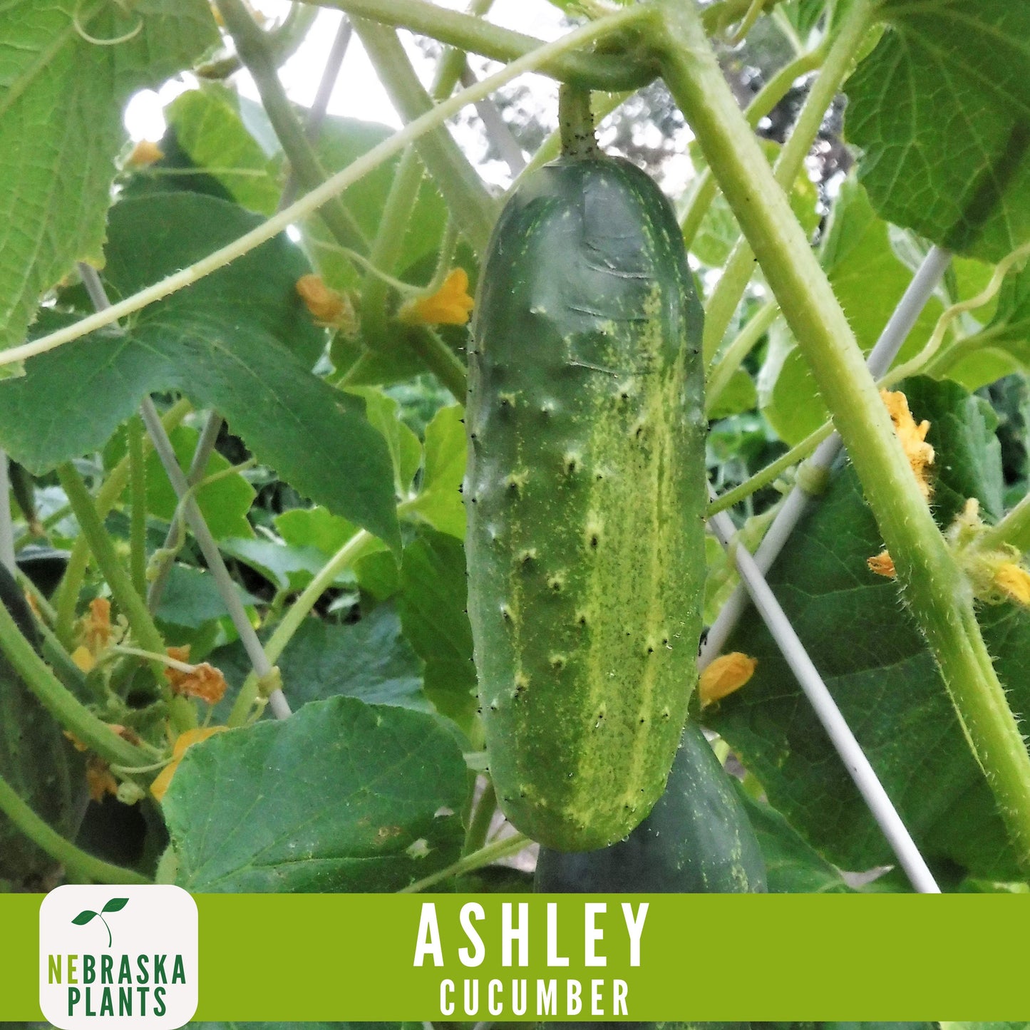 Ashley Cucumber Seeds - Nebraska Seeds