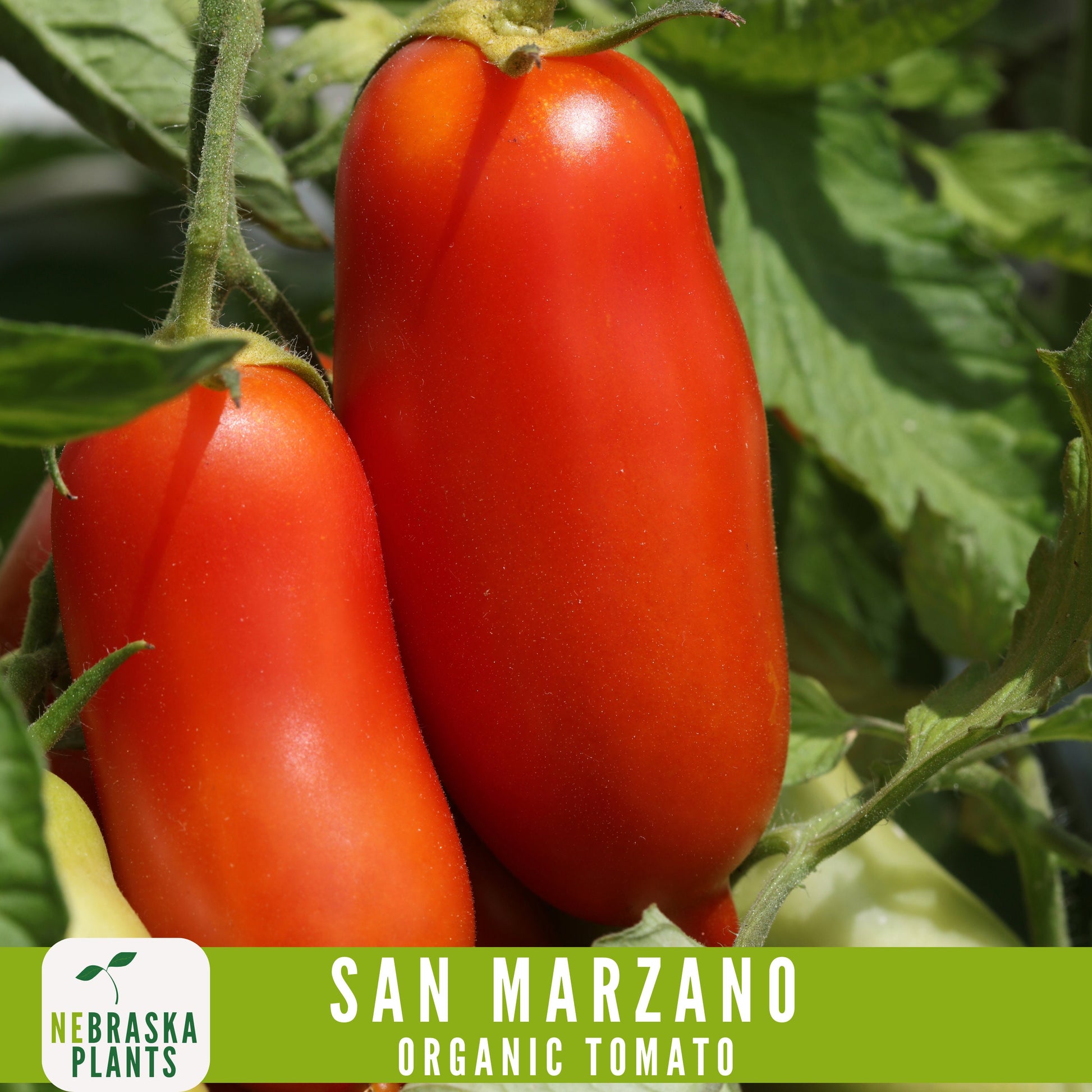 San Marzano Organic Tomato Seeds - Heirloom, Non-GMO - Grow the Authentic Italian Flavor! - Nebraska Seeds