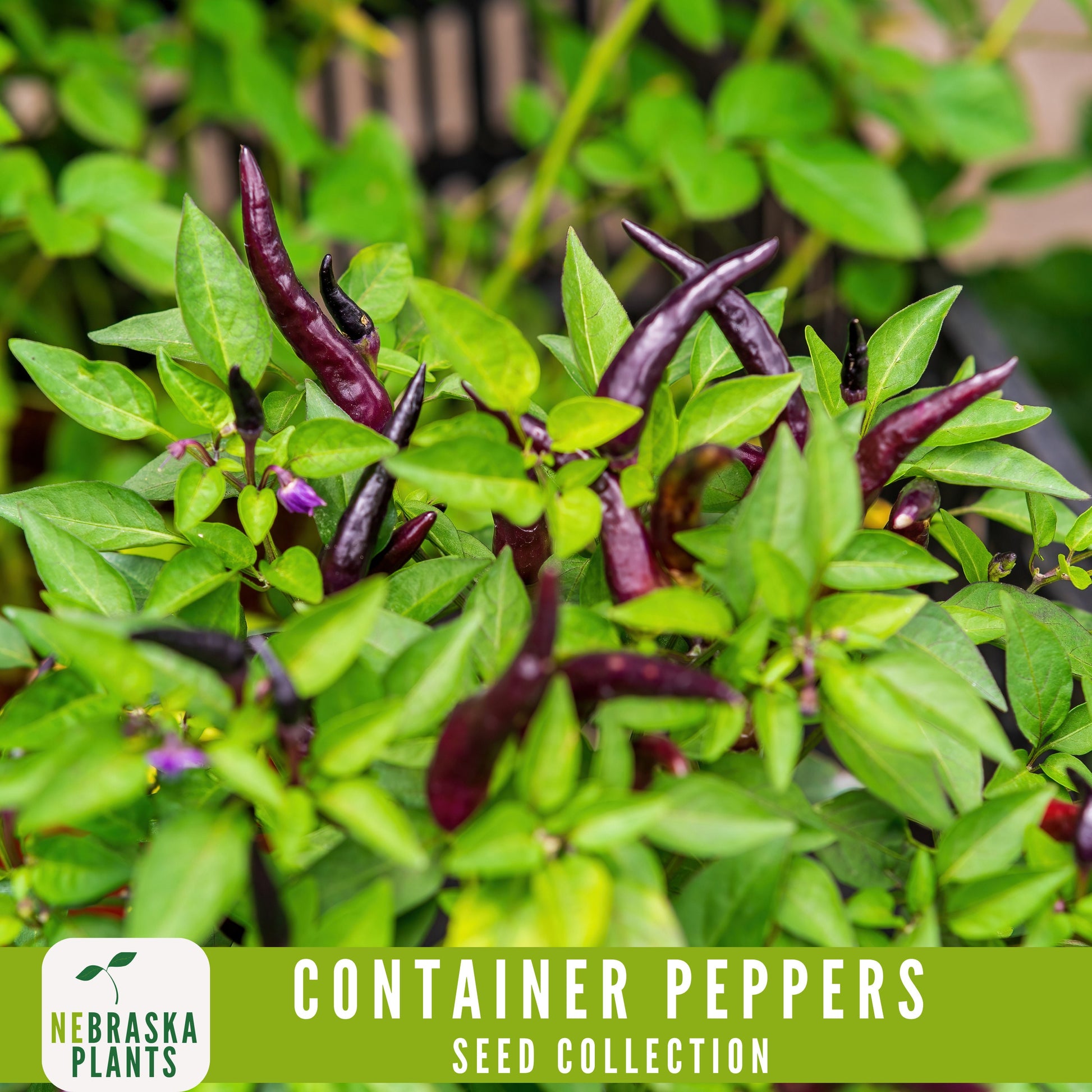 Container Peppers Seed Collection - Nebraska Seeds