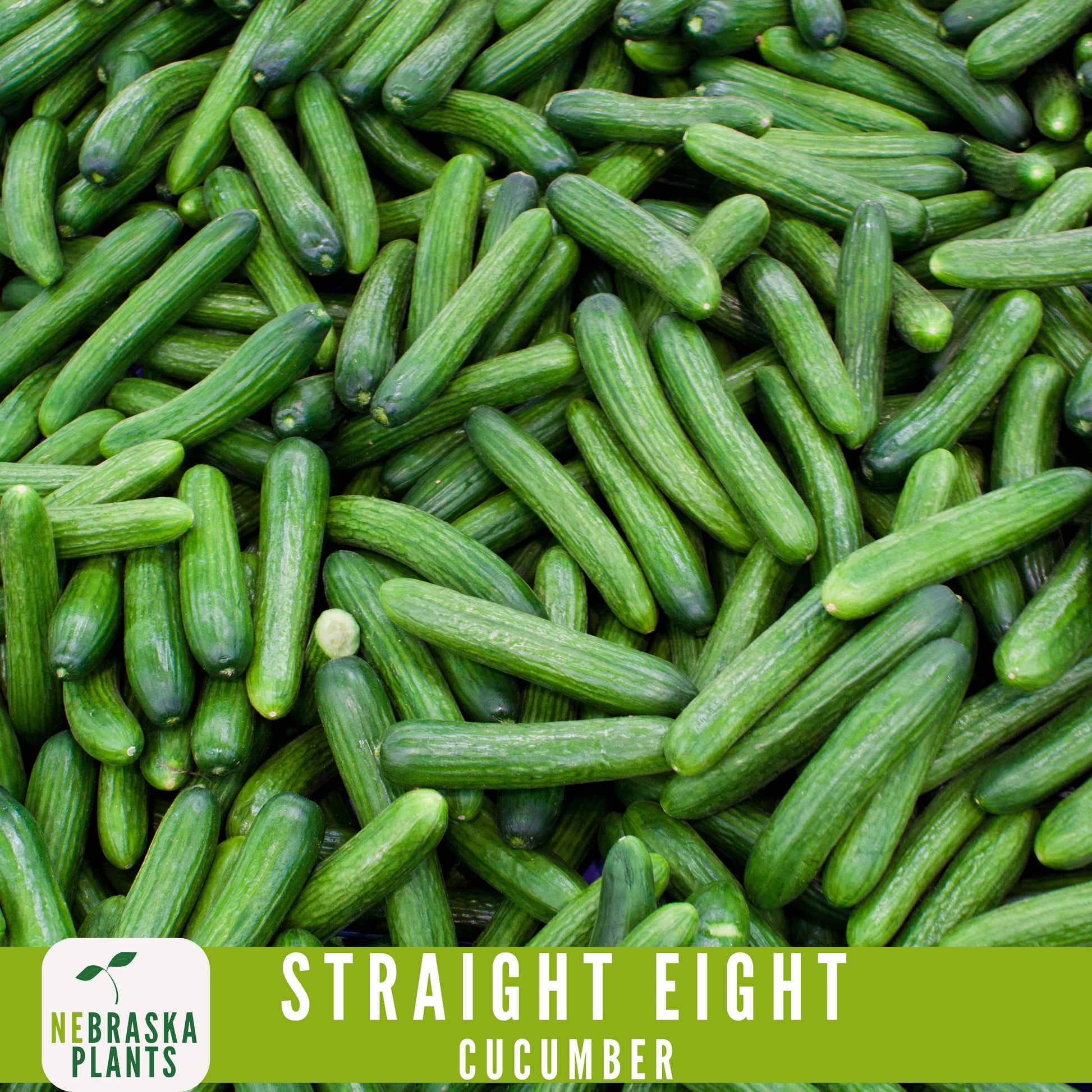 Straight Eight Cucumber Seeds - Crisp and Flavorful Heirloom Cucumbers for you Home Garden! - Nebraska Seeds