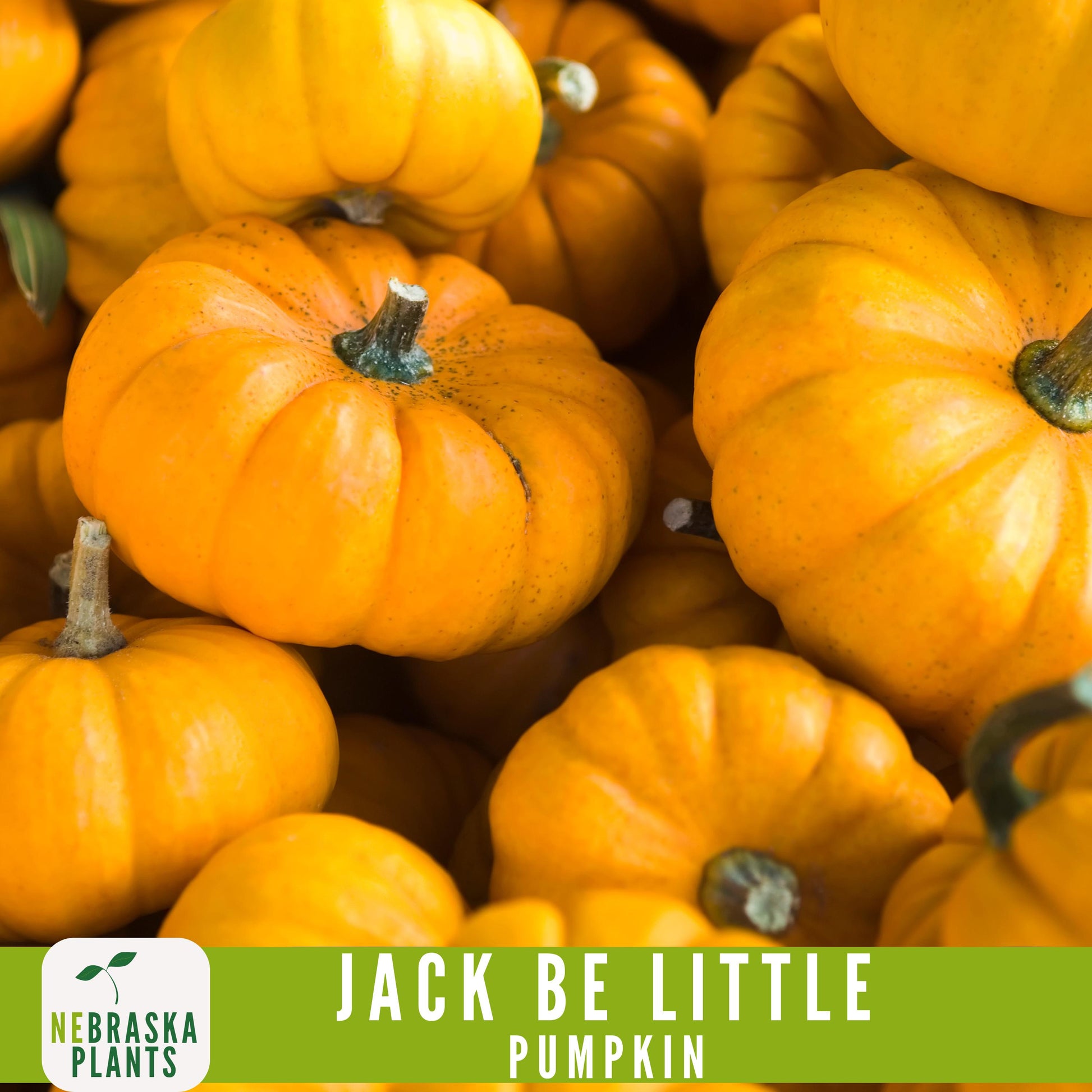 Jack-Be Little- Heirloom Pumpkin Seeds - Nebraska Seeds