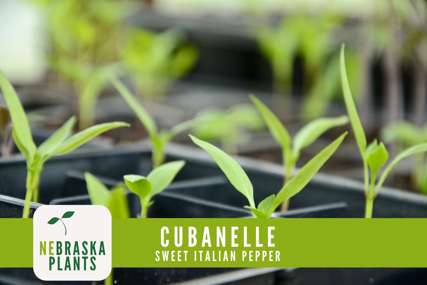 Italian Sweet Frying Cubanelle Pepper Seeds - Nebraska Seeds