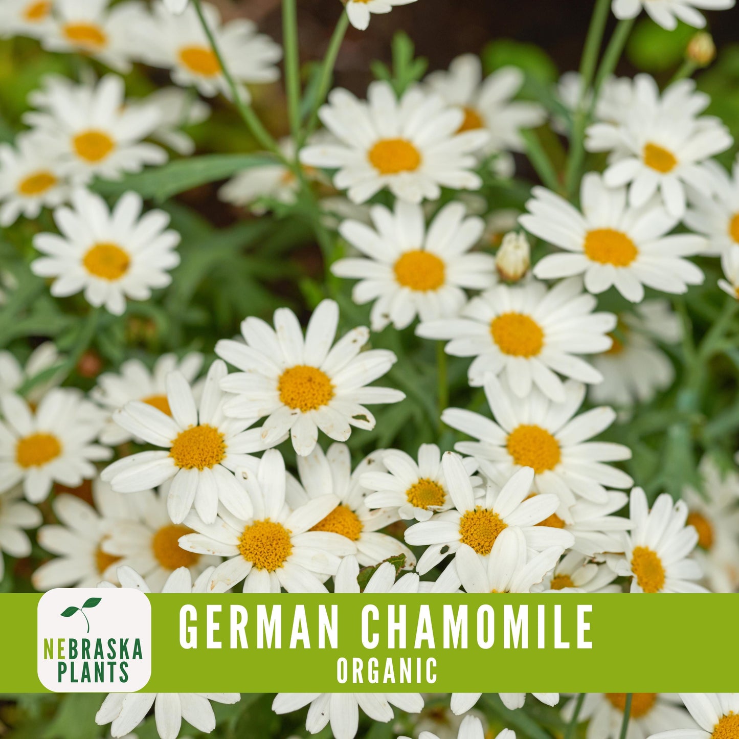 Organic German Chamomile Seeds - Nebraska Seeds