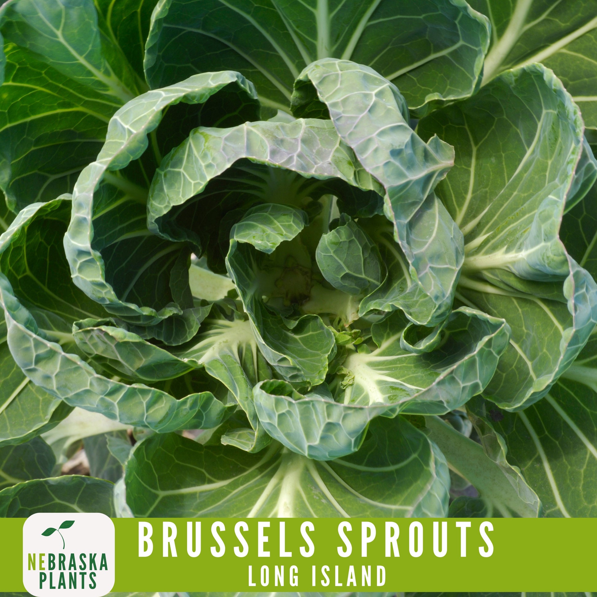 Long Island Brussels Sprouts Seeds - Nebraska Seeds