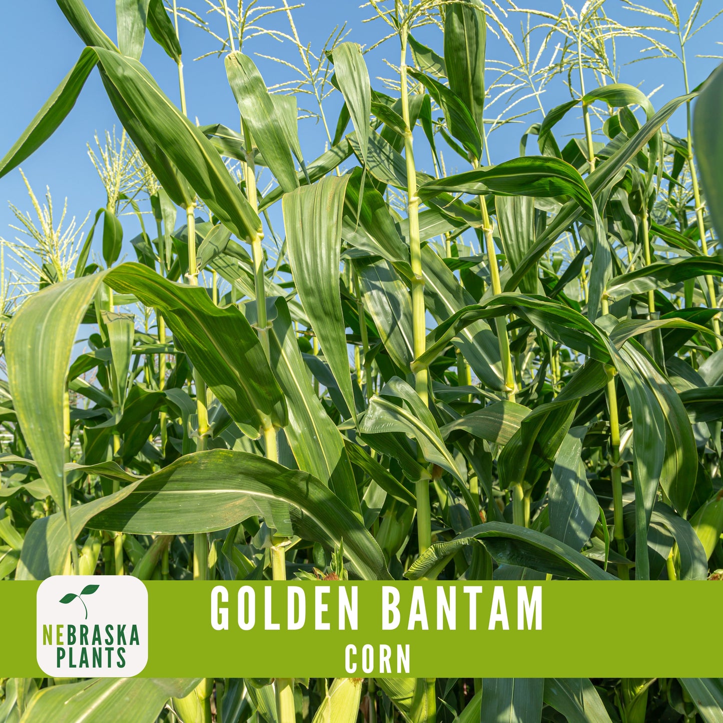 Golden Bantam Corn Seeds - Nebraska Seeds